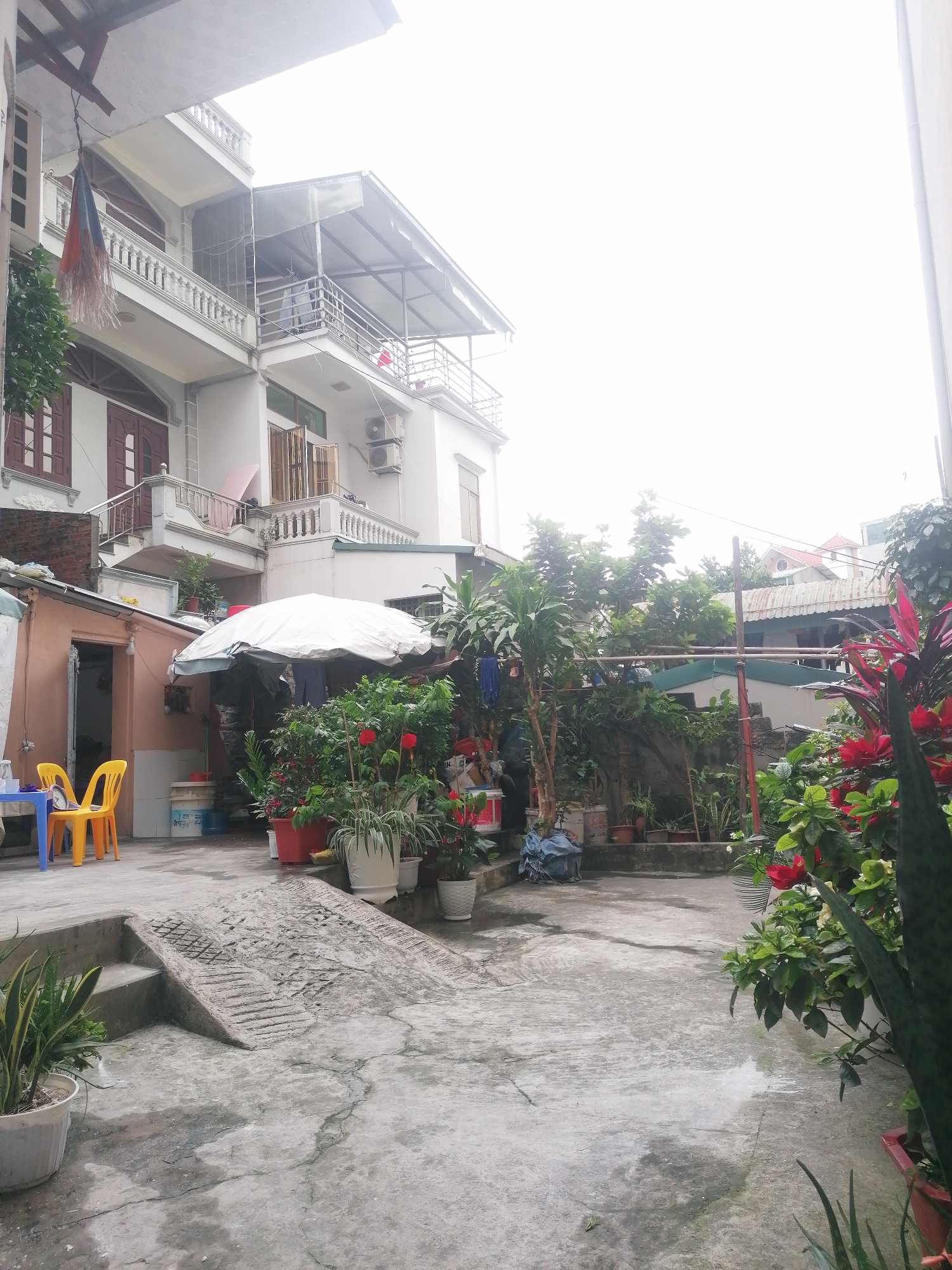 The image captures a residential courtyard or backyard scene in Bai Chay Ward, Vietnam, under an overcast sky. The overall impression is one of a lived-in, green space surrounded by multi-story buildings.
In the foreground, a concrete ground shows signs of wear, including cracks and some damp patches. A textured concrete ramp, possibly for access to a raised area, is centrally located, flanked by a small step. To the far left, a potted snake plant (Sansevieria) is visible.
The middle ground features a lush collection of potted plants, some with vibrant red flowers, bordering the concrete space. On the left, a small, peach-colored building with an open doorway stands next to a blue plastic table and two bright yellow plastic chairs. A large white patio umbrella or tarp provides shade over an area containing various items, including blue water containers. One container is clearly labeled "Miracle Water". Laundry or fabric appears to be drying under the cover.
In the background, a prominent white, multi-story residential building dominates the left side of the frame. It features multiple balconies with ornate white balustrades and brown-framed windows and doors. An air conditioning unit is mounted on its exterior. A colorful, fringed decoration, possibly a prayer flag or traditional hanging, in red, blue, and white, is suspended from an overhang on this building near the top left. Further into the background, obscured by more trees and greenery, parts of other buildings with corrugated metal and red-tiled roofs are visible. The sky is uniformly bright white, suggesting a heavily overcast day. No people are visible, and the scene appears quiet. Besides "Miracle Water," the letters "TV" are faintly visible on a small object attached to the upper section of the main white building on the left.