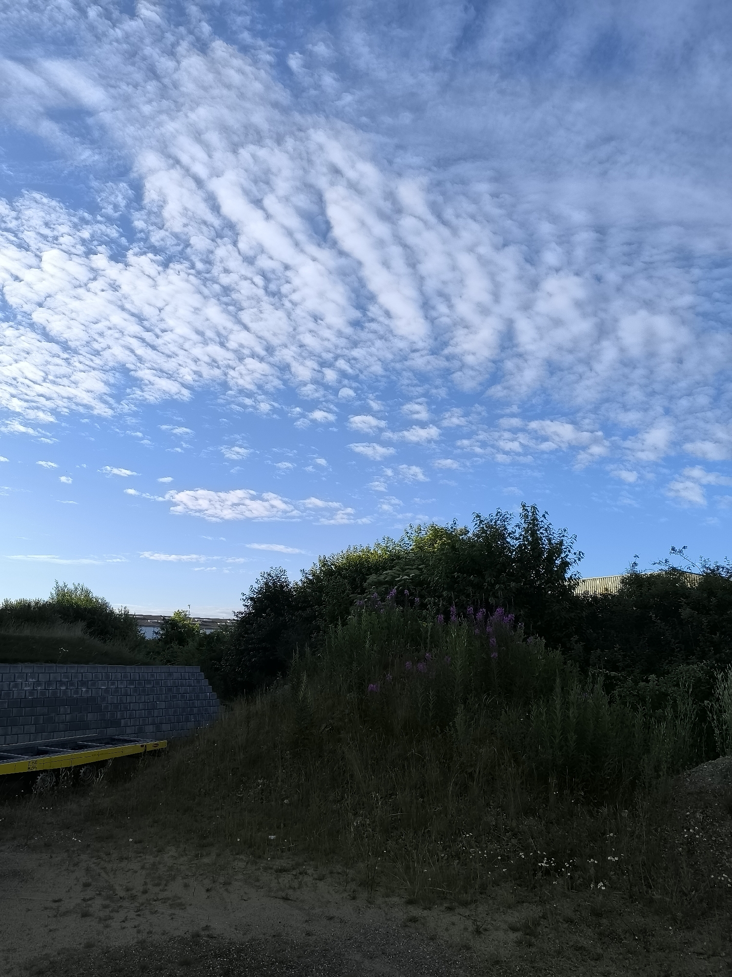 The image captures a daytime scene with a vast blue sky filled with scattered, wispy white clouds. The clouds are arranged in a pattern that suggests wind movement. In the foreground, a sloped area of dry, sandy soil transitions to a patch of rougher, gravelly ground. To the left, a dark, grey brick wall or embankment is visible, with a yellow trailer or flatbed cart positioned in front of it, its wheels showing. Behind the wall, a line of lush green trees and vegetation creates a dense line across the midground. Some of these plants have small purple flowers. Further in the distance, glimpses of buildings with light-colored roofs can be seen peeking through the trees. The overall impression is of an outdoor area, possibly on the outskirts of a city like Holstebro, Denmark, given the natural and semi-developed landscape. There are no people or animals visible in the image.