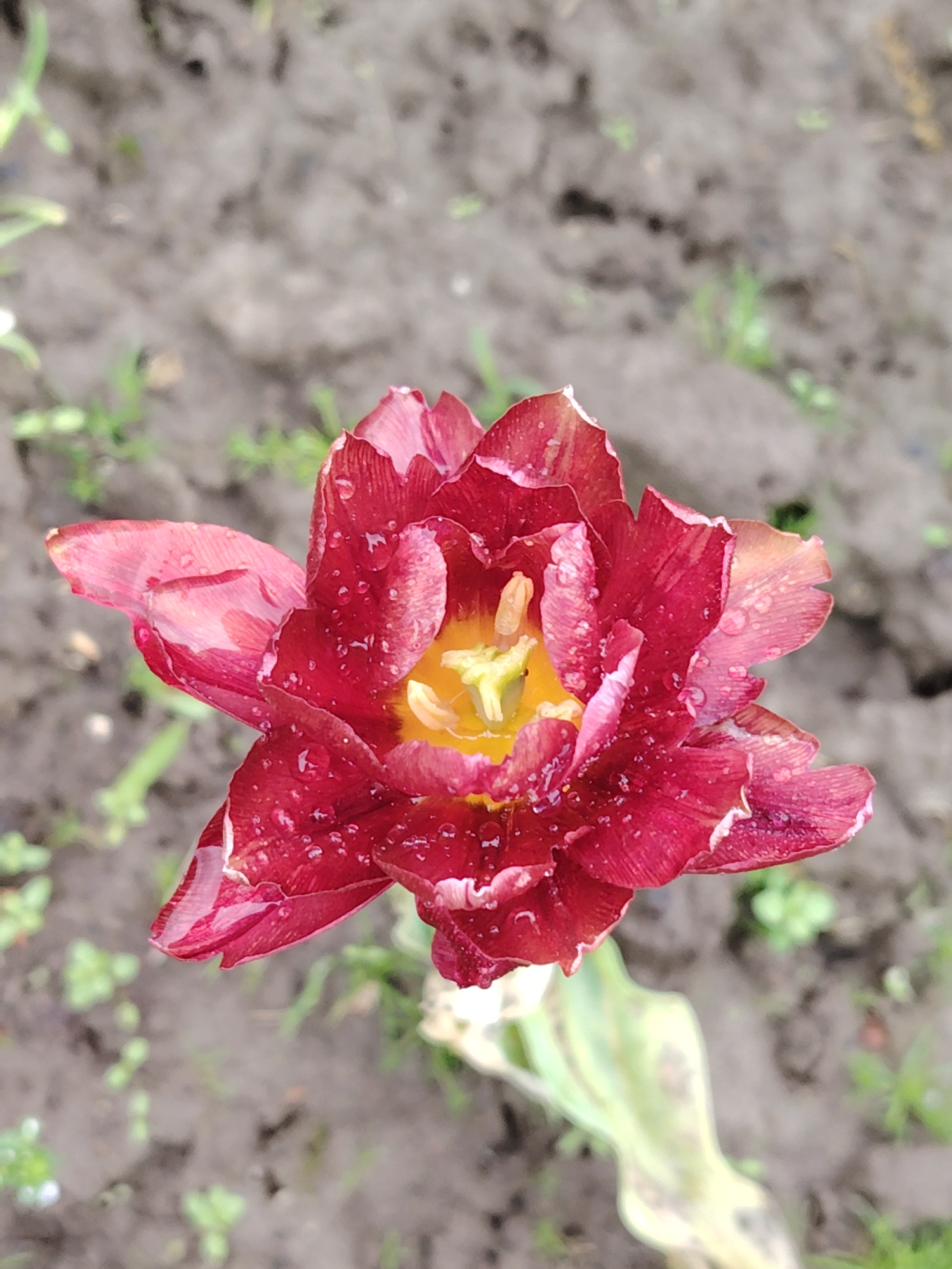 A close-up shot displays a fully opened, multi-layered red tulip with visible water droplets scattered across its petals. The flower's center reveals a bright yellow interior. The stem, emerging from beneath the flower, is green but exhibits signs of decay. The backdrop consists of grey, slightly damp soil punctuated by small patches of green vegetation. The image location and city are unknown.