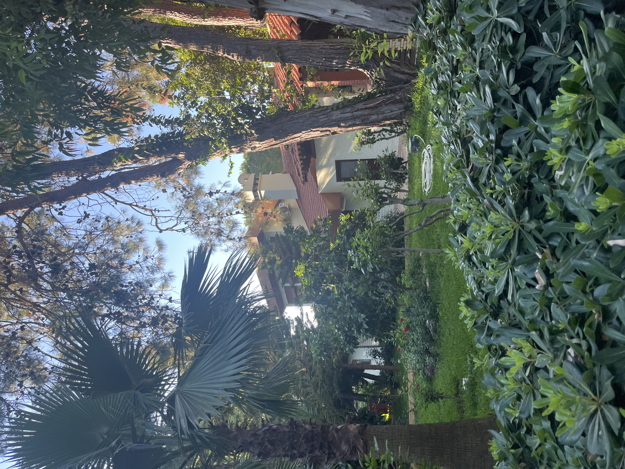 The image depicts a view of a residential building surrounded by lush greenery and mature trees. In the foreground, a dense bed of broad-leafed evergreen shrubs dominates the lower portion of the frame. Behind this, a well-maintained lawn with scattered rocks and a few small trees is visible. A large palm tree stands to the left, partially obscuring the view of the building.
The building itself appears to be a multi-story structure with a terracotta tiled roof and white-washed walls. A prominent chimney with a decorative top extends from the roof, and a smaller section of the building with exposed brickwork is visible on the right. Windows and doors are present, and an air conditioning unit is mounted on the wall of the upper floor. A white coiled hose lies on the grass in the mid-ground. The surrounding environment is characterized by tall trees with rough bark and dense foliage, casting shadows on the ground. The sky is clear and blue. The scene suggests a tranquil, well-landscaped residential setting. The presence of palm trees and the architectural style of the building are consistent with locations in Alanya, Turkey, which is known for its Mediterranean climate and abundant vegetation in residential areas.