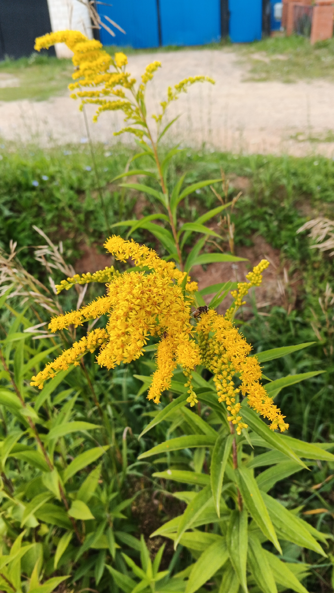 A vertical, medium shot captures a tall, flowering plant with bright yellow blossoms in the foreground. The plant has long, green leaves and is topped with clusters of small, yellow flowers. A bee is perched on one of the flower clusters, and another smaller insect is visible on a lower cluster. The background is out of focus, showing green grass, some dirt, and distant structures including a blue wall and some red brickwork, suggesting an outdoor, possibly semi-urban or rural setting in the village of Podgornoye, Russia. The lighting is natural and appears to be daytime.