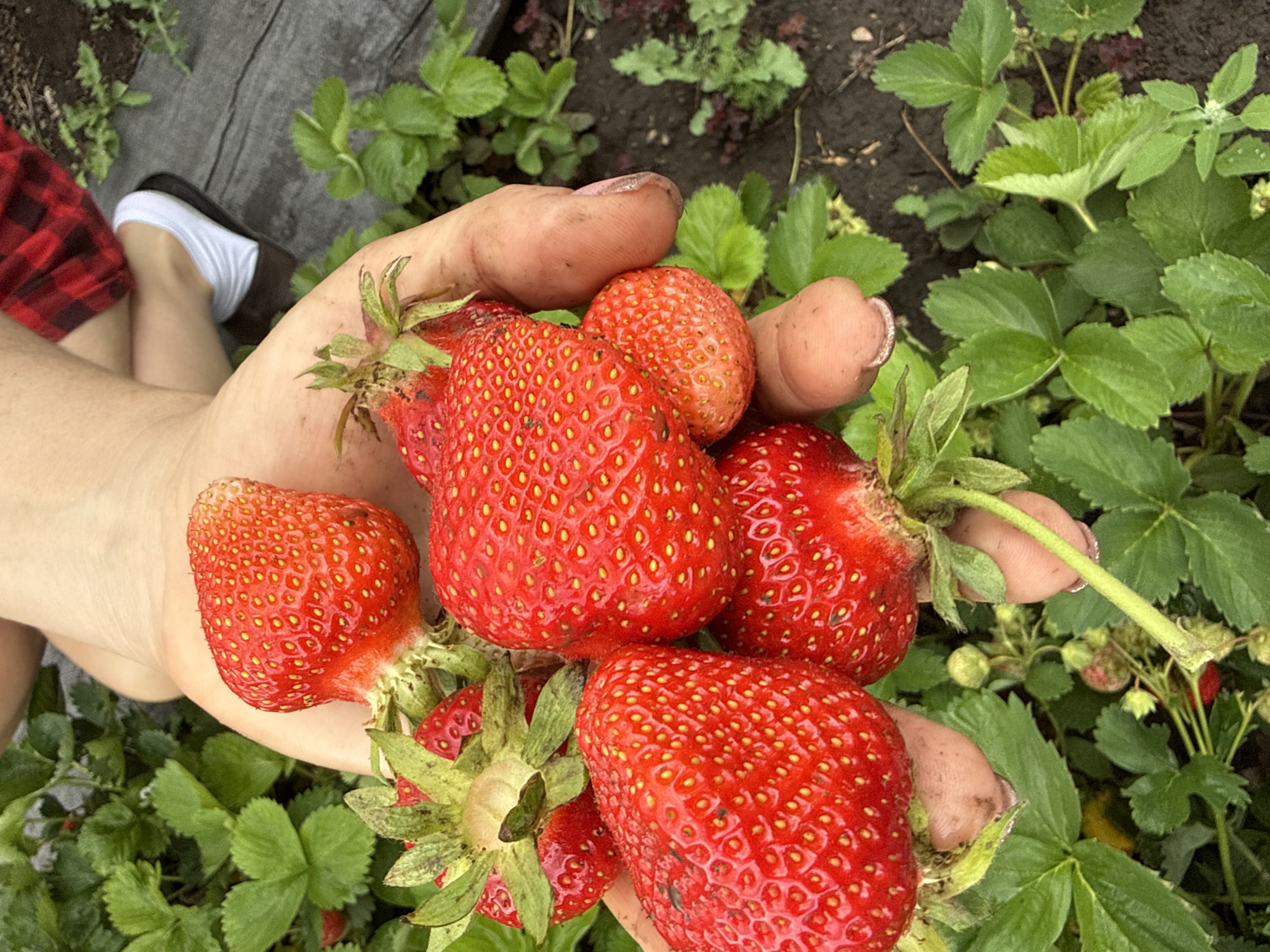 A high-angle, close-up photograph captures a light-skinned individual's left hand holding a cluster of approximately ten ripe, red strawberries in an outdoor cultivated area in Unknown, Unknown. Each strawberry displays visible yellow achenes and green calyxes, with some slight dirt visible on the individual's fingers and under the fingernails. The background and surrounding area feature multiple green strawberry plants with visible leaves growing from dark soil. To the upper right, the individual's right leg is partially visible, wearing a red and black plaid garment, white ankle socks, and a dark, open-backed slip-on shoe. Dark ground cover, possibly a weed barrier or wooden planks, is present on the soil surface to the right of the footwear. The scene depicts the immediate aftermath of strawberry harvesting.