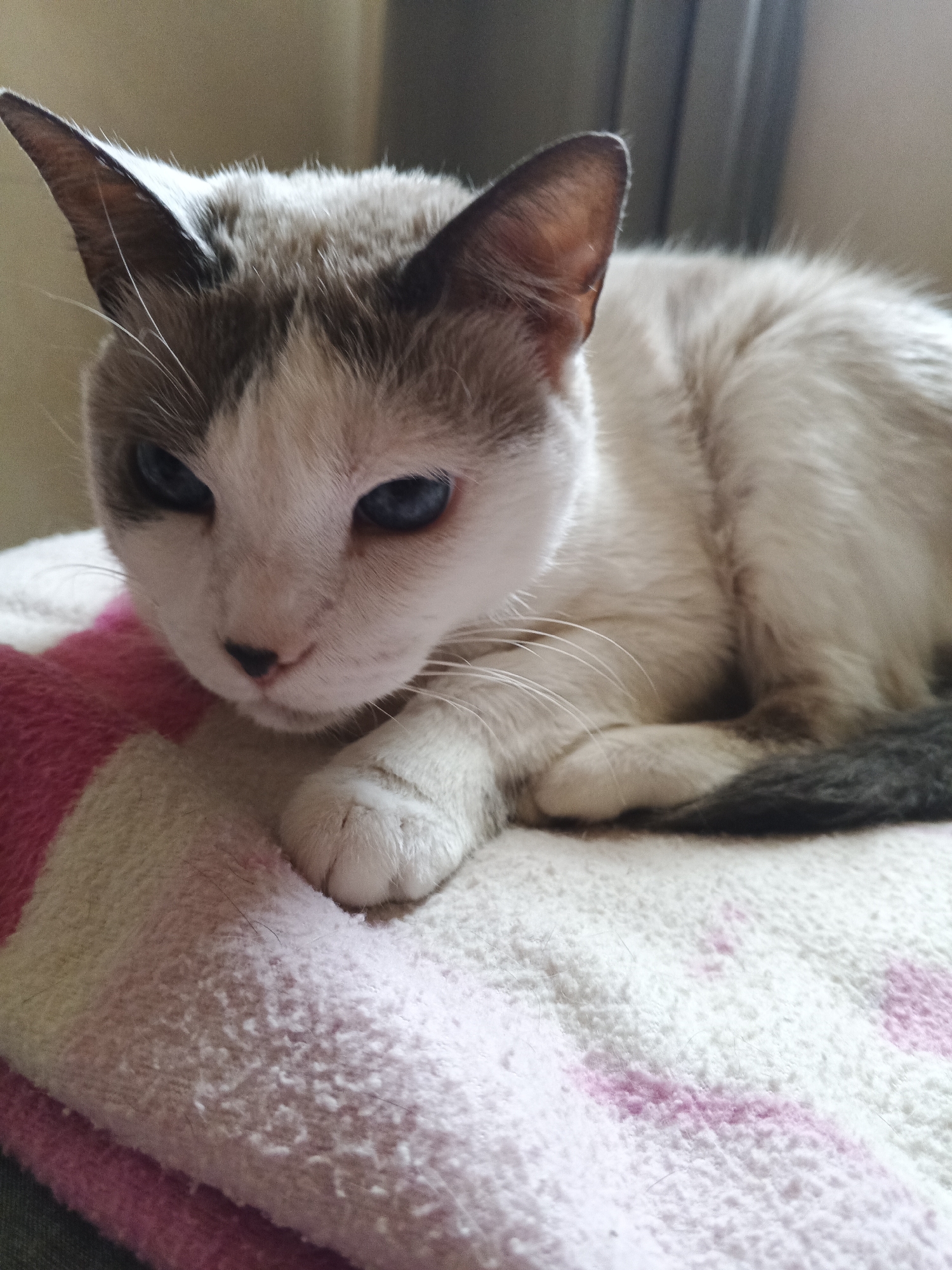 A domestic cat with white fur and brown markings on its head and ears is lying on a pink and white striped blanket. The cat has blue eyes and is looking slightly downward. The background appears to be indoors, near a window or light source. There is no evidence to suggest a specific location in Caracas, Venezuela.