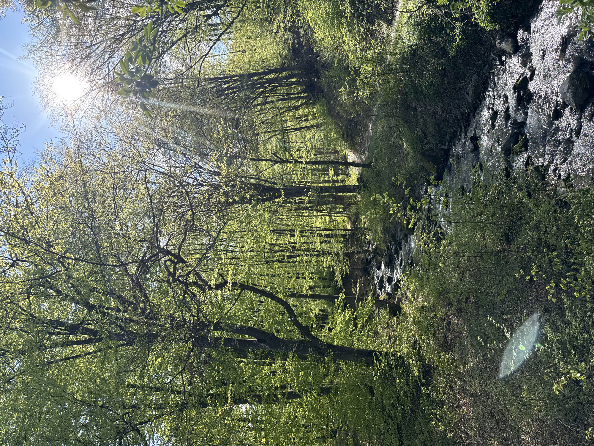 The image captures a sunlit scene along a creek in what appears to be a dense forest. The location is Berkovitsa, Bulgaria. A clear stream flows over dark rocks and boulders, lined by lush green vegetation and trees. Sunlight streams through the forest canopy, creating bright spots and shadows. The forest appears dense with tall trees creating a tunnel-like view along the creek. No people are visible in the image.