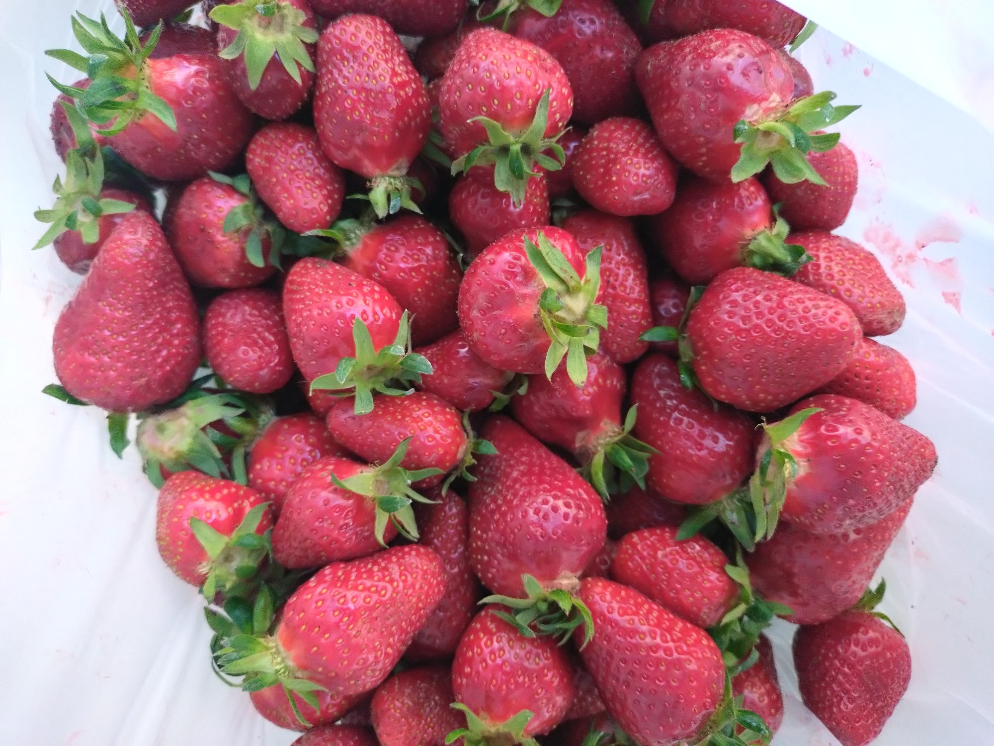 A close-up, high-angle shot captures a collection of fresh strawberries, likely contained within a translucent plastic bag. The strawberries are varying shades of red, with some appearing brighter and others more muted. Each strawberry has a green calyx attached to its stem. The texture of the strawberries is visible, displaying the small seeds dotting their surfaces. The setting appears to be outdoors due to the natural lighting. The scene could be located anywhere, as there are no discernible landmarks or features that would place it definitively in Stara Zagora, Bulgaria, or any other specific location.