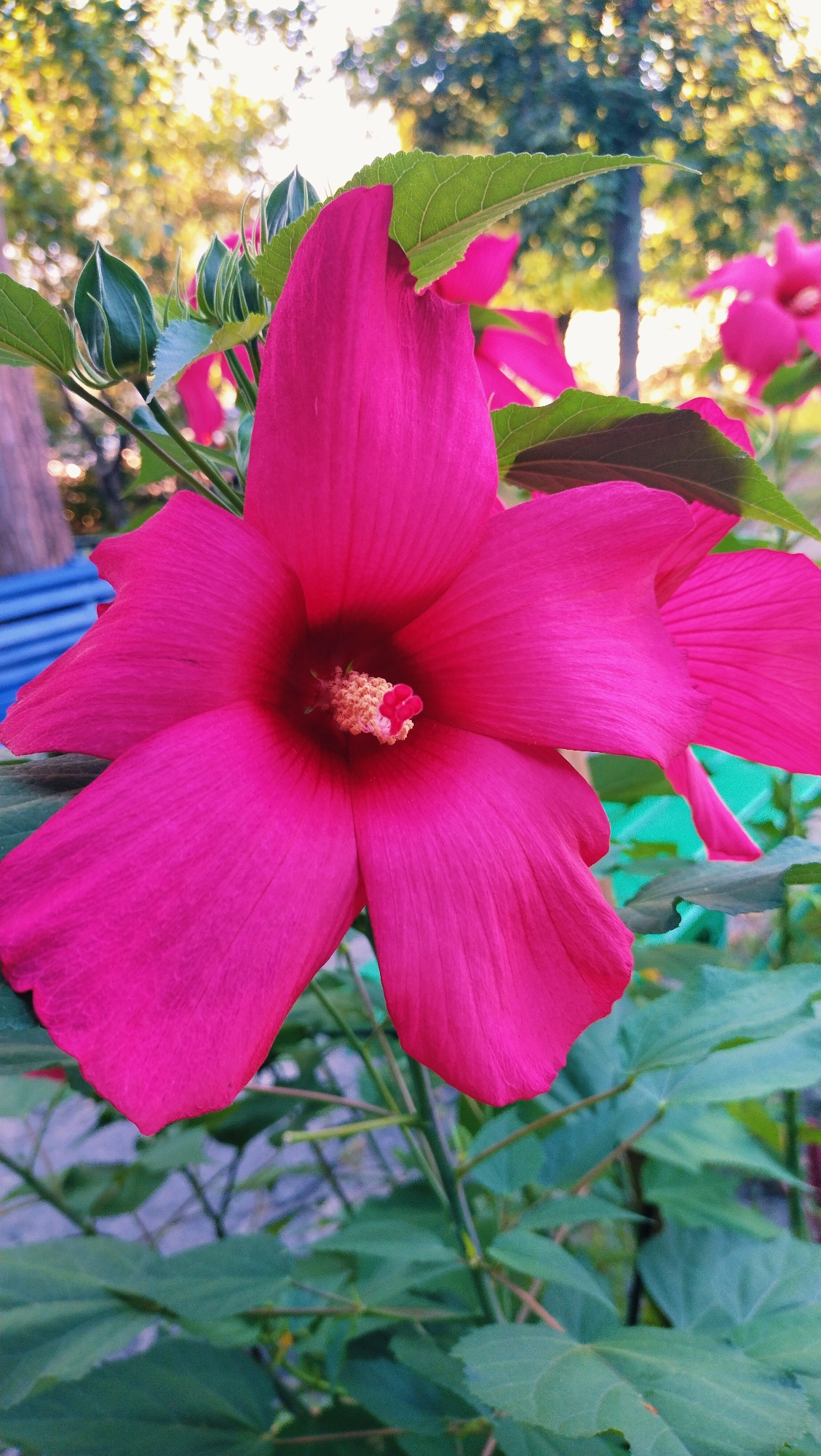 A close-up, low-angle shot captures a vibrant, deep pink hibiscus flower in full bloom. The flower dominates the foreground with its large, delicate petals unfurling. At the center of the bloom, a prominent stamen structure features yellow pollen and a small red tip. Lush green leaves form the background, with some leaves framing the flower. In the upper portion of the image, bokeh lights of green and yellow suggest sunlight filtering through trees, hinting at an outdoor setting. The overall lighting is bright, with a slight warm cast. No people or specific landmarks of Horishni Plavni, Ukraine are identifiable. The environment appears to be a garden or park.