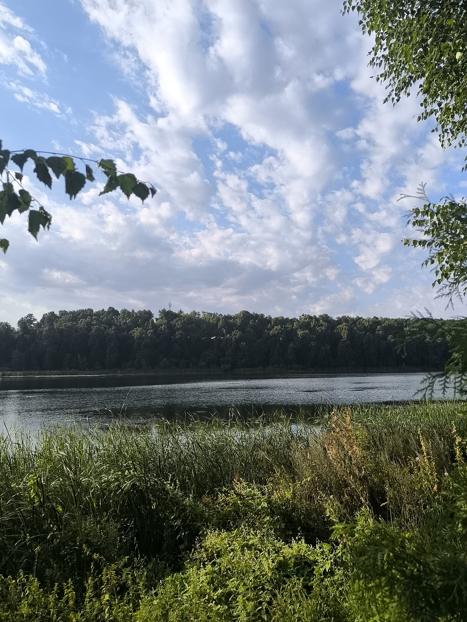 The image depicts a serene natural landscape, likely a body of water bordered by dense vegetation and a forest. The foreground is dominated by lush green reeds and various plants, with some dry, yellowish grass interspersed. The middle ground features a calm body of water, its surface rippled by a gentle breeze, reflecting the sky above. Across the water, a thick, dark green forest stretches horizontally, forming a solid line of trees. Above the forest, a bright blue sky is dotted with scattered white cumulus clouds, some of which are tinged with gray, suggesting a partly cloudy day. The branches of leafy trees frame the top corners of the image. No people or man-made structures are visible, contributing to the impression of an undisturbed natural environment. The scene appears to be located in a rural or natural setting, consistent with the description of Probuzhdenie, Russia, suggesting a place where natural beauty is prevalent.