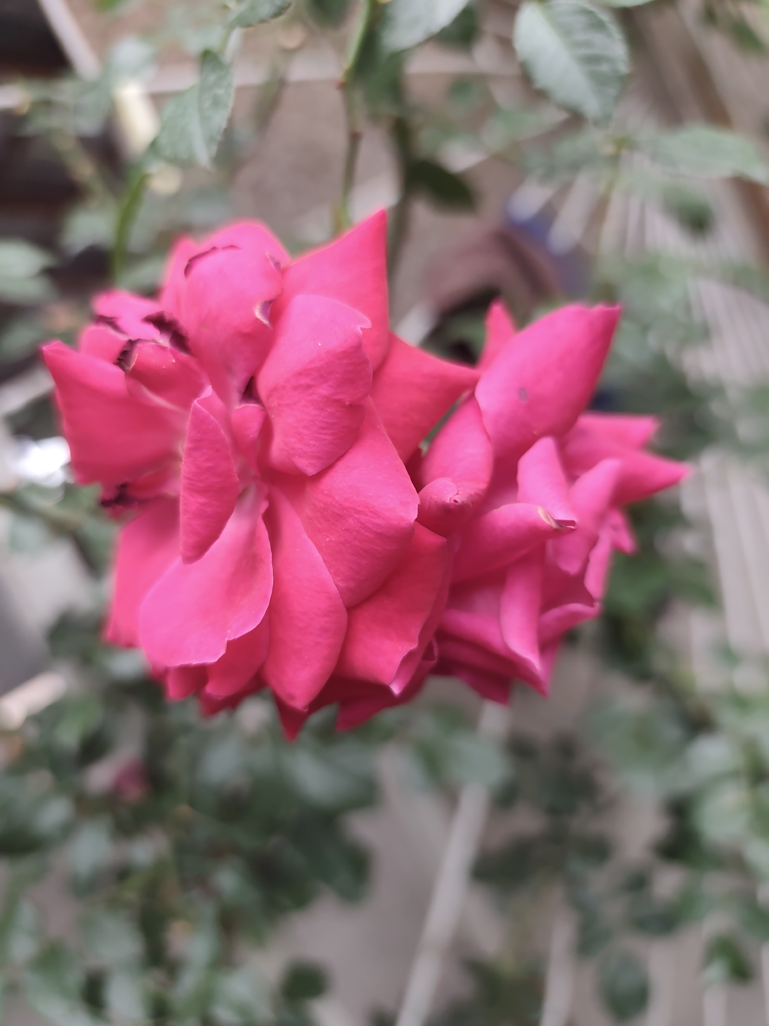 A close-up, shallow depth-of-field photograph captures a vibrant pink rose in bloom. The rose is the primary subject, with its petals unfurling in a complex, layered pattern. The background is softly blurred, showing hints of green foliage, a white fence, and a light-colored wall, suggesting an outdoor garden setting. The image does not provide any specific details about the location in Dachi, Kazakhstan.