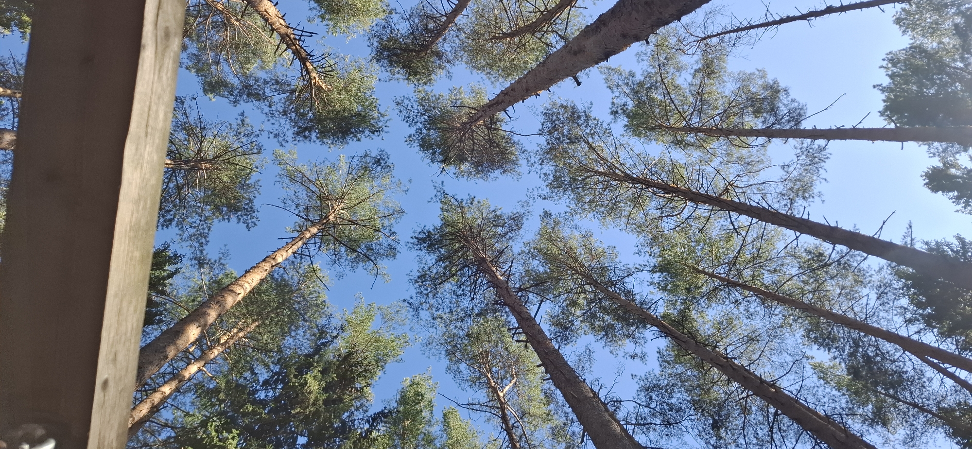 The image shows a view looking upward through a forest of tall pine trees in Votkinsk, Russia. The clear blue sky is visible between the tree canopies. In the lower left of the frame, a wooden structure is partially visible. The trees are the main subject, with their tall trunks and green foliage reaching towards the sky.
