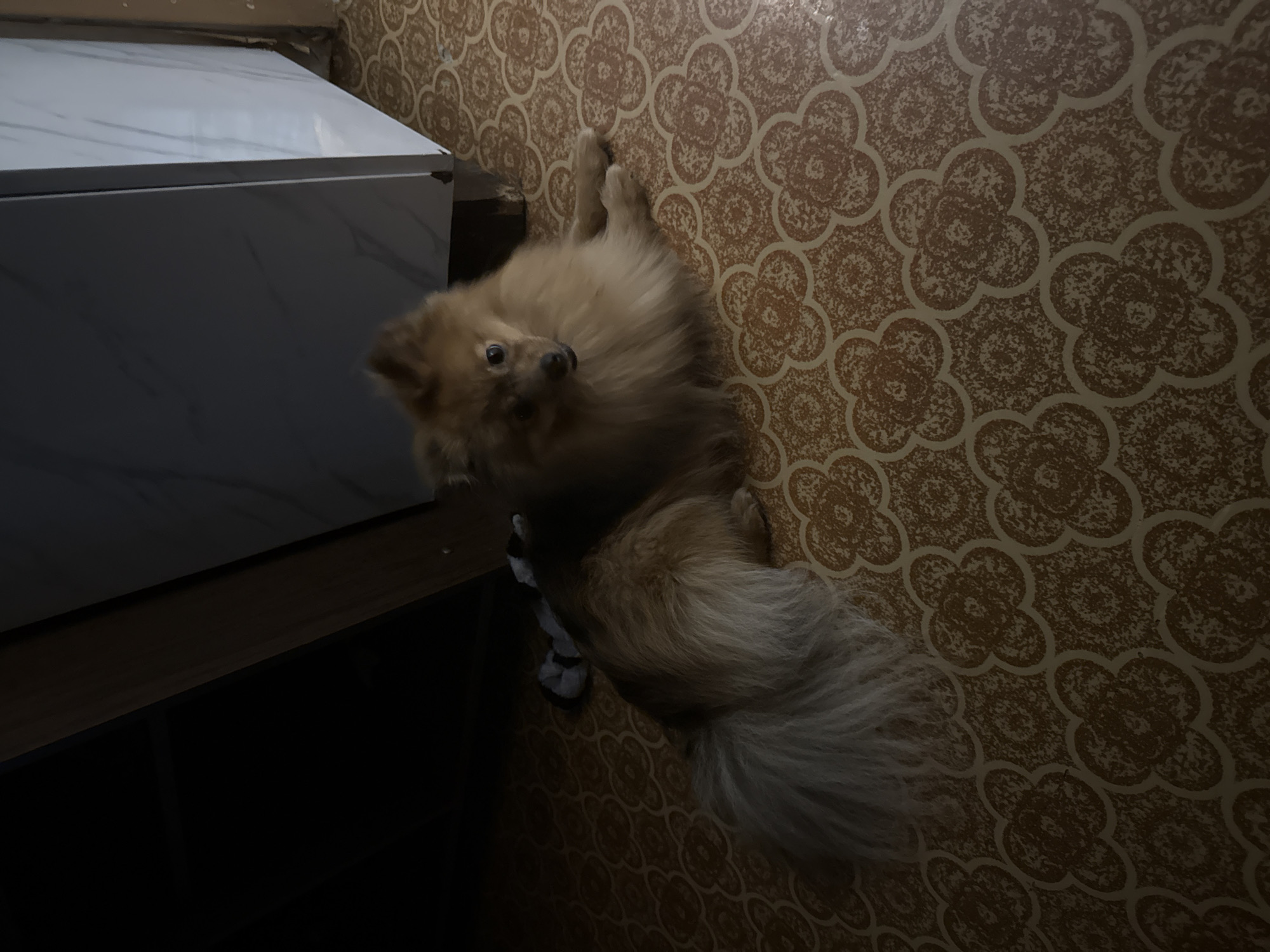 A Pomeranian dog is lying on a floor with a brown, patterned design. The dog is positioned near a cabinet or counter with a white, possibly marble-like top and a dark base. The floor and the cabinet suggest an indoor environment. It is not possible to determine if the location is in Khimki, Russia based on the image provided.