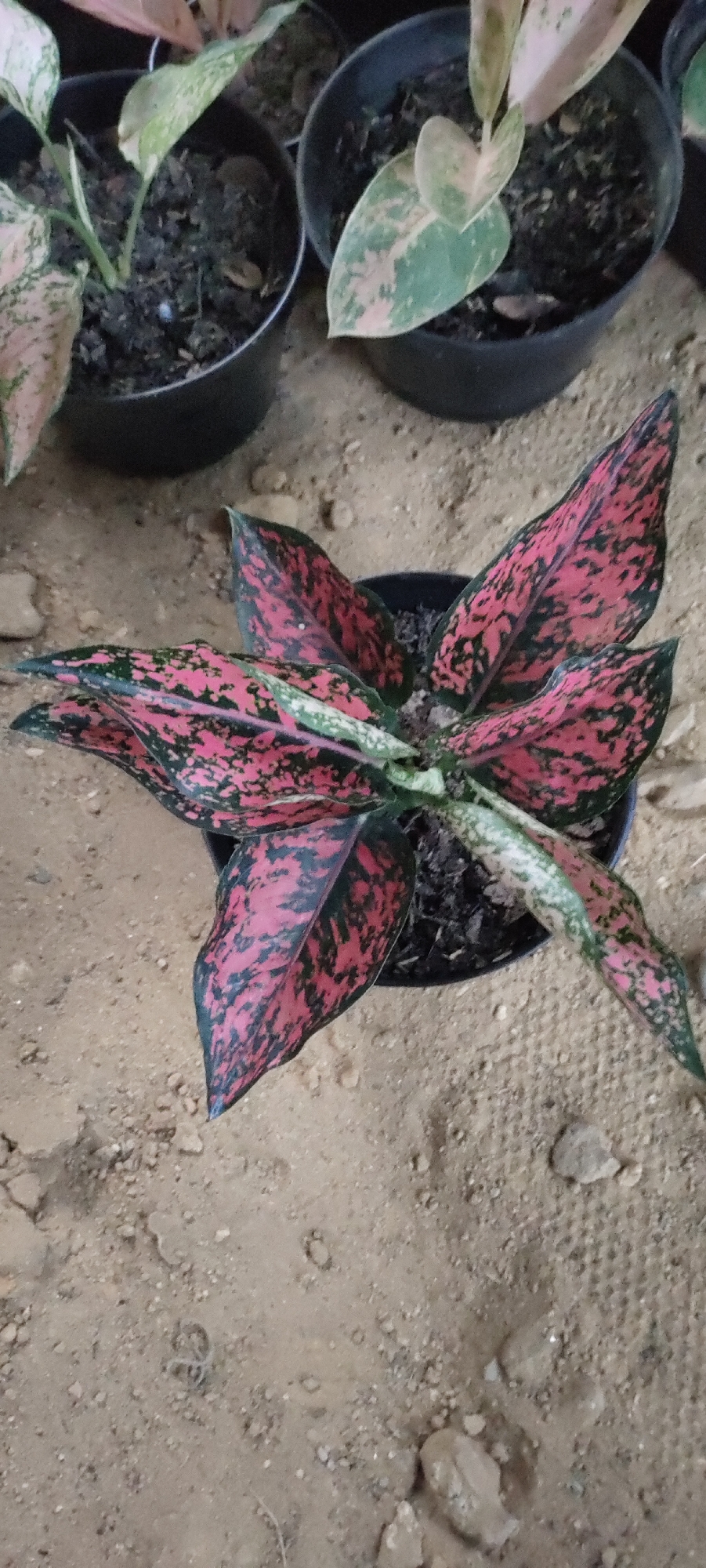 The image shows a close-up, overhead view of a potted plant with large, variegated leaves, predominantly pink and dark green, in Lhokseumawe, Indonesia. The plant is in a black plastic pot, situated outdoors on a sandy, dirt surface with scattered small rocks. In the background, other potted plants are visible, some with pink and green mottled leaves, also in black pots. The ground appears to be a mix of sand and small pebbles. The lighting suggests it is daytime.