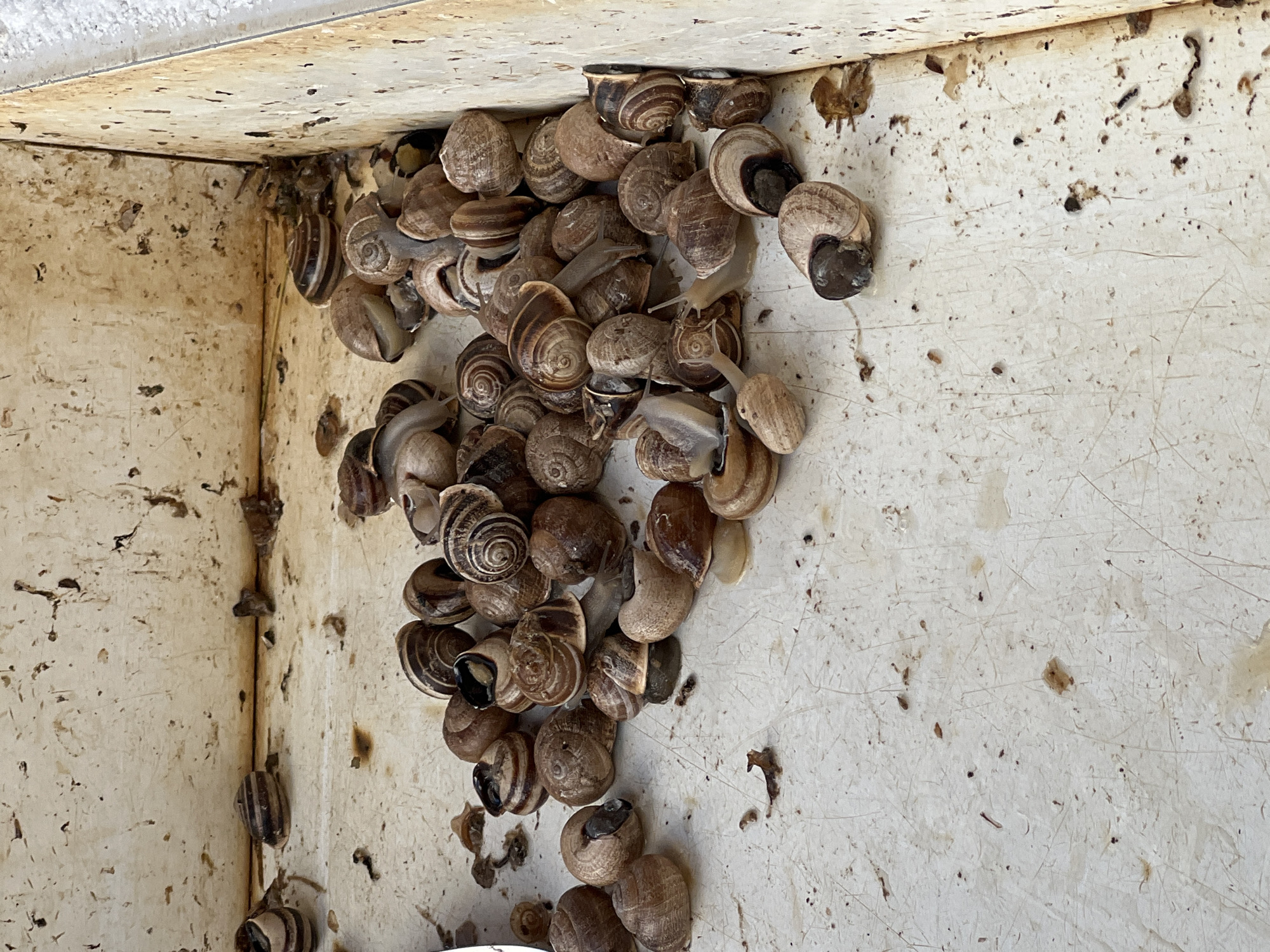 The image shows a collection of numerous snails, mostly with their shells, piled in a dirty, light-colored container. The container appears to be made of plastic or a similar material and has a rough, textured surface. The snails vary in size and color, with some showing prominent spiral patterns on their shells. Some snails appear to have their bodies partially emerged from their shells, while others are fully retracted. There are also small pieces of debris and dried organic matter scattered amongst the snails and on the surface of the container. The overall impression is of a breeding or collection area for snails, likely for culinary purposes given the context of Sanlúcar de Barrameda, Spain, which is known for its gastronomy.