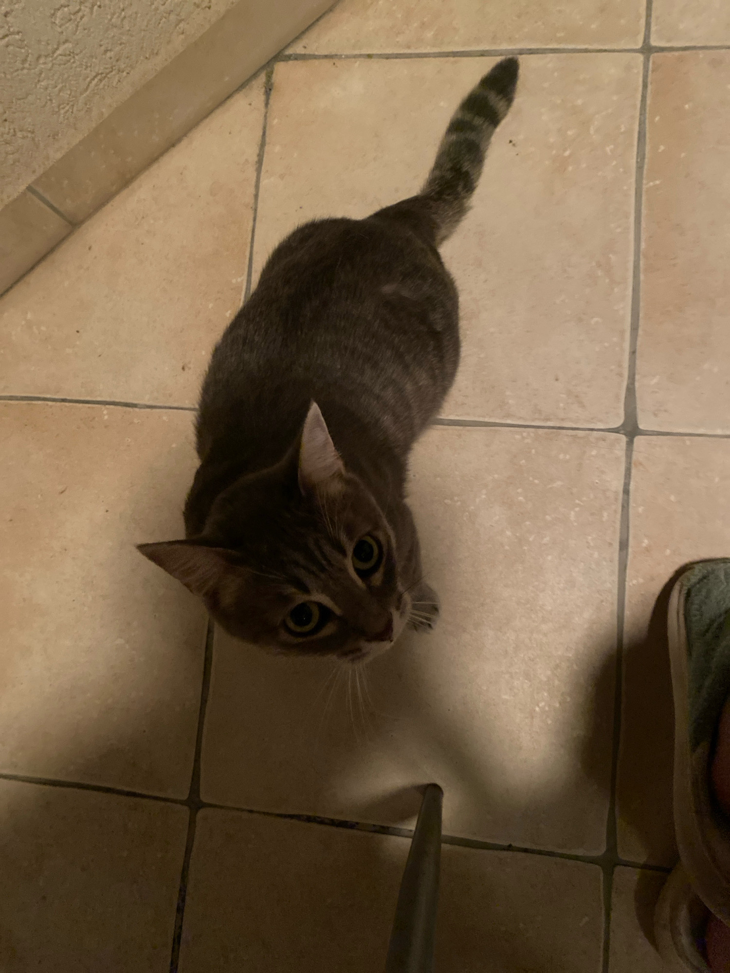 A top-down, medium shot captures a tabby cat standing on a tiled floor. The cat is dark gray with black stripes and has bright yellow eyes. Its ears are pointed, and its tail is raised and striped. The floor is composed of square, light brown tiles with dark grout lines. In the lower right corner of the image, a person's foot wearing a green slipper is visible. The scene appears to be indoors, possibly in a residential setting, given the tiled floor and the presence of a slipper. The lighting suggests it is either nighttime or the room is dimly lit. There is no indication of the specific location within Budva, Montenegro.