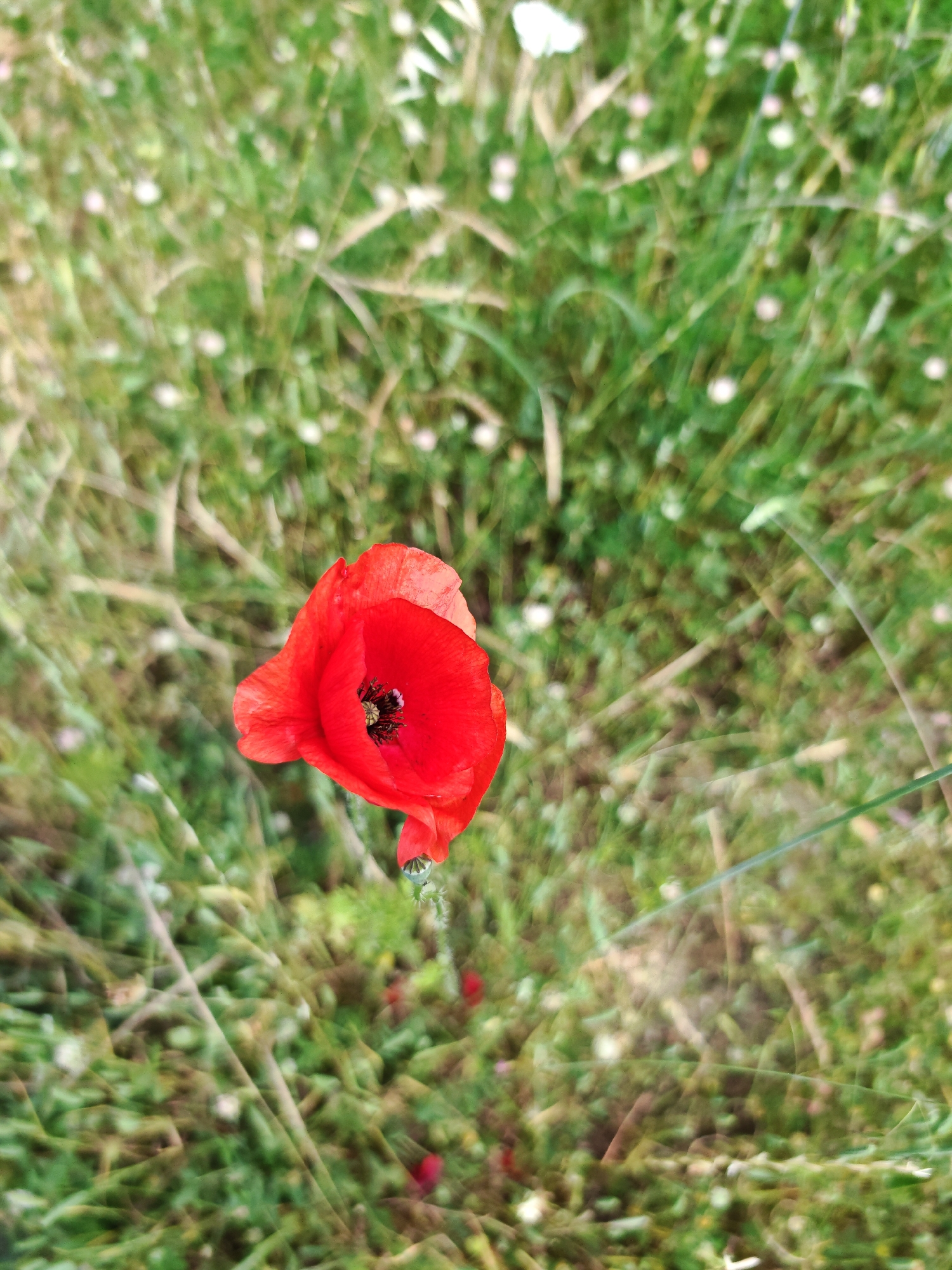 This image captures a single, vibrant red poppy (Papaver rhoeas) set against a heavily blurred natural background, presumably within the city of Ivaylovgrad, Bulgaria. The poppy is centrally positioned and in sharp focus, showcasing its crinkled, vivid red petals and a dark, almost black, central reproductive structure. A distinct, clear water droplet clings to the underside of one of the lower petals. The surrounding environment consists of defocused green grass mixed with lighter brown stalks and numerous small, indistinct light-colored blossoms or seed heads, creating a soft, abstract backdrop. No people, animals, or man-made objects are visible, emphasizing the natural flora. The perspective is slightly overhead, looking down upon the solitary flower in its grassy setting.