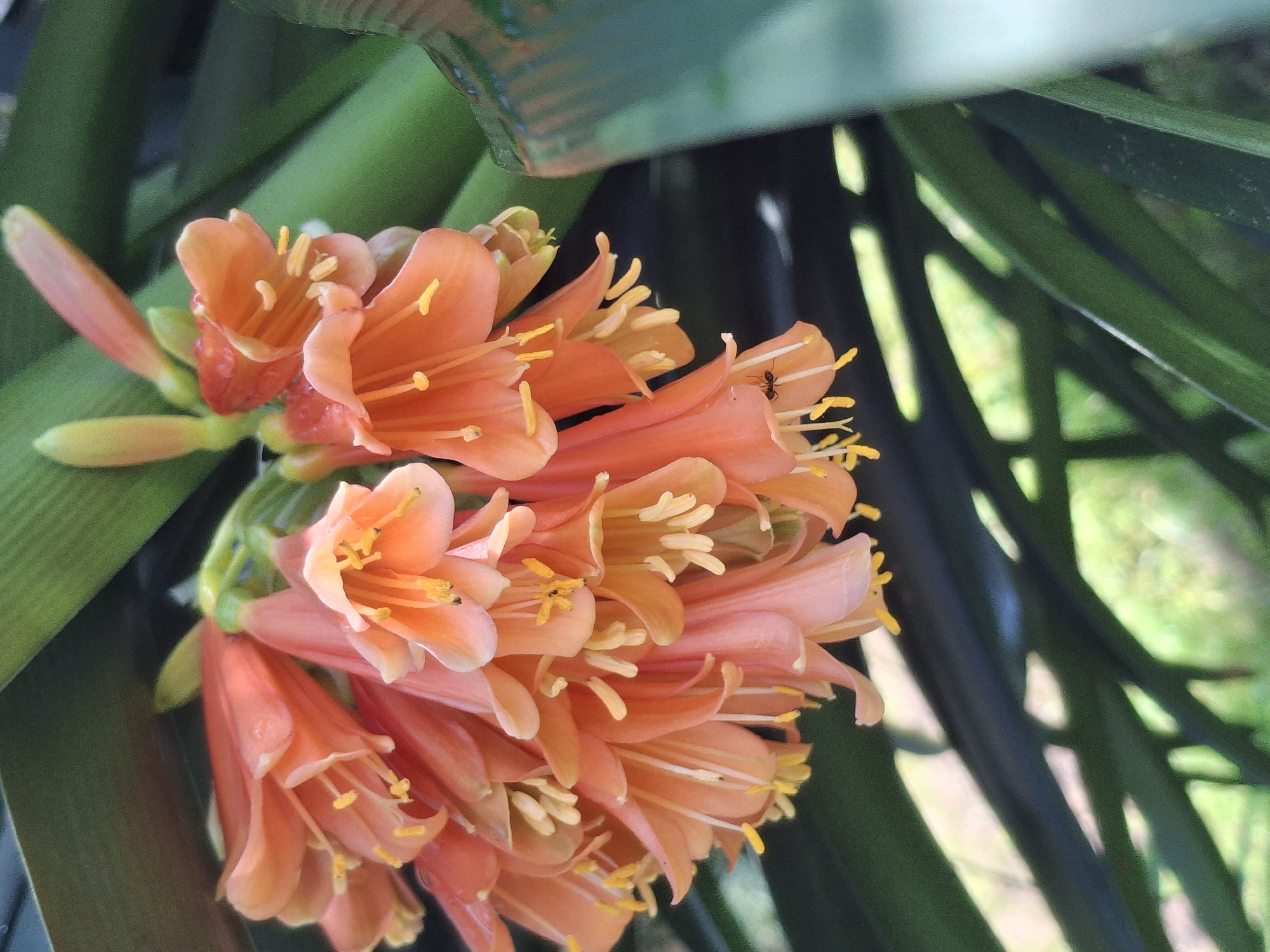 A cluster of bright orange flowers with yellow stamens hangs from a green stem. The flowers are trumpet-shaped and appear to be wet, with water droplets visible on some petals. A small black ant is perched on one of the flower petals. The flowers are surrounded by lush green foliage, with some leaves blurred in the foreground and background. The overall impression is of a vibrant and natural scene. The image was taken in Lēdmane, Latvia, in a garden setting.