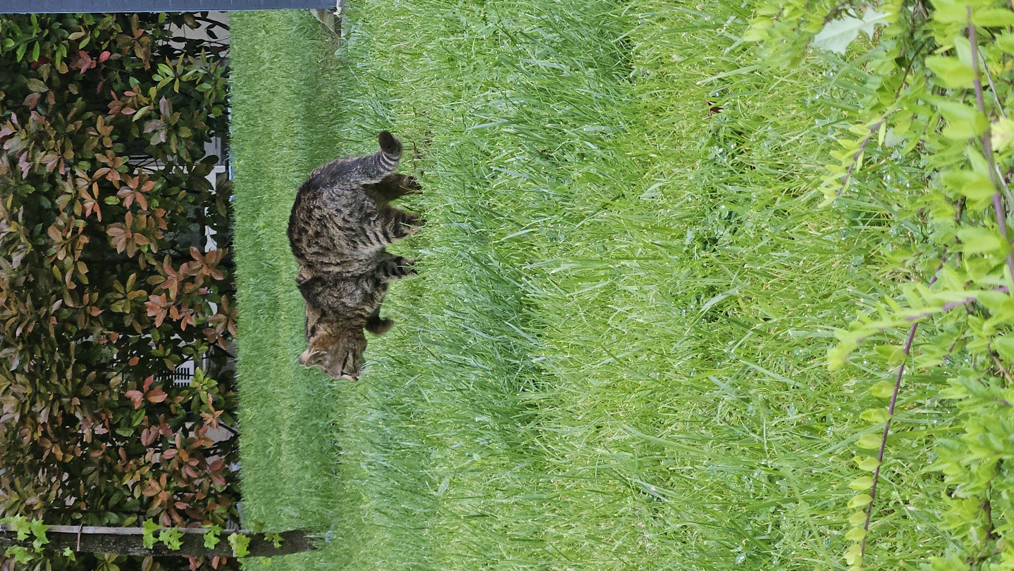 A domestic tabby cat is lying in a green grassy area adjacent to vegetation. The cat is located on the left side of the frame. The greenery is comprised of grass, bushes and a plant with green leaves. The scene appears to be outdoors during daylight. The location is unspecified; the claim that the location is Plovdiv, Bulgaria, is unsupported by visual evidence.