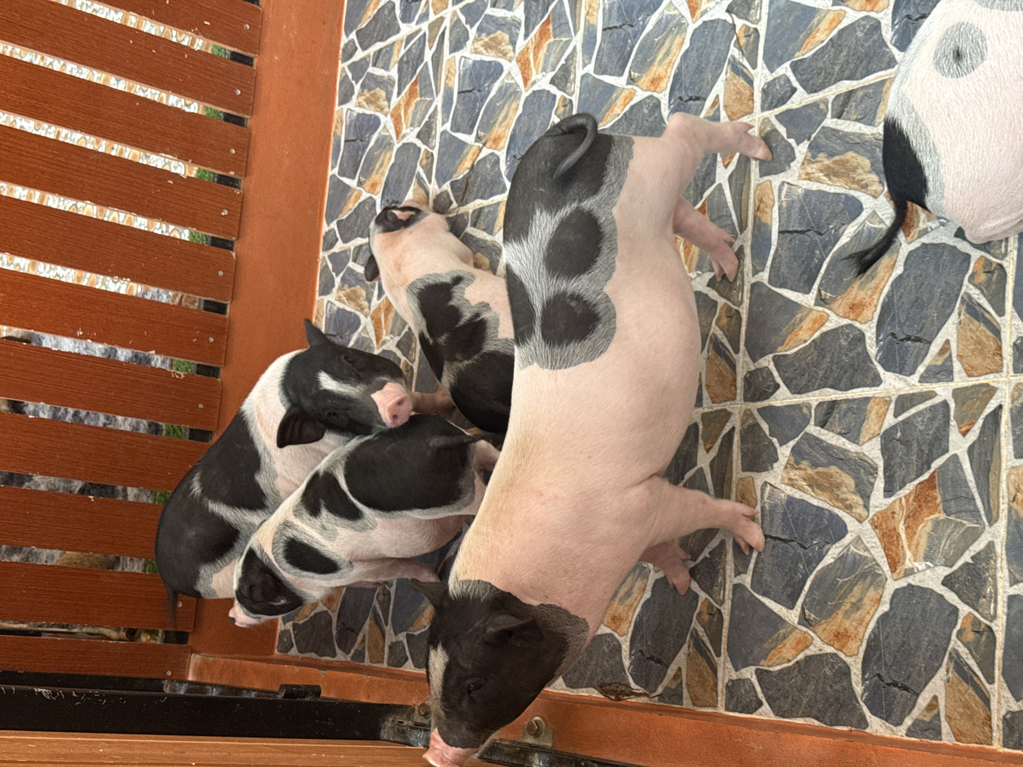 A group of four piglets are on a tiled patio in Wichit, Thailand. The patio has irregularly shaped tiles in shades of grey, blue, and orange. Behind the piglets is a wooden fence with vertical slats. The piglet in the foreground is facing left, with its snout extended. It is pink with black markings on its head and back. The other three piglets are partially visible and have similar pink and black markings. One of the piglet's tails is visible at the bottom right of the image.