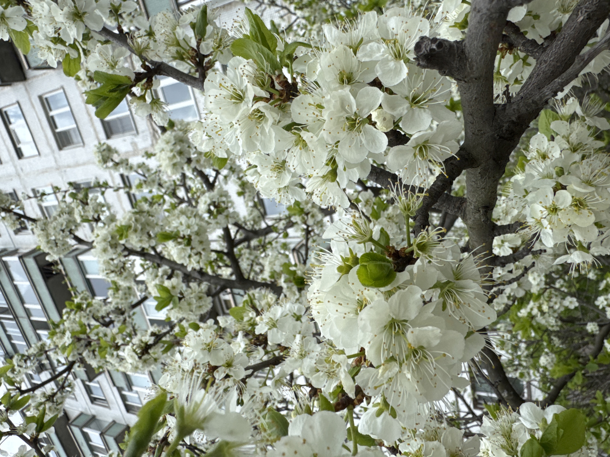 A low-angle shot captures a blossoming tree, its branches laden with white flowers. The blooms are densely clustered, creating a cloud-like effect against the backdrop of a building. The building is light-colored with rows of windows. This image was captured in Saint Petersburg, Russia.