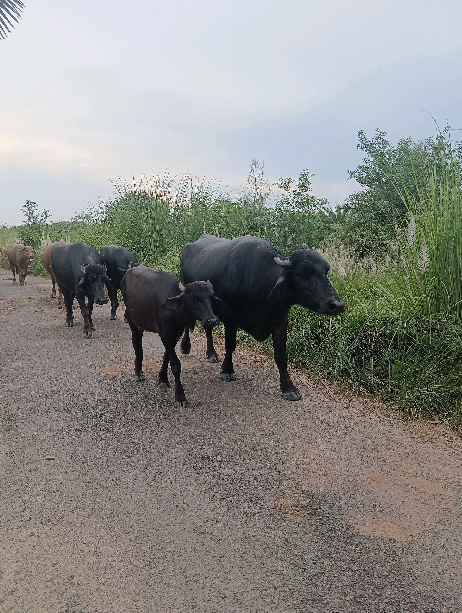 In Pachua, India, a herd of water buffaloes walks on an asphalt road flanked by tall grass and vegetation. The sky is overcast. The buffaloes are of varying sizes and colors, with some appearing to be adults and others younger. They are walking in a single file line, with the larger black buffaloes in the foreground and the lighter brown ones further back. The road is in good condition, with some patches of mud and debris. The overall scene is peaceful and rural.