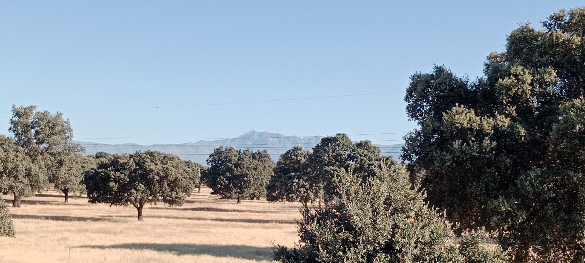 The image depicts a rural landscape with numerous oak trees scattered across a dry, grassy field. In the background, a range of mountains is visible against a clear blue sky. Power lines stretch across the horizon. The scene is bathed in sunlight, casting long shadows from the trees. There are no people or animals visible in the frame. The location is identified as Oropesa, Spain.