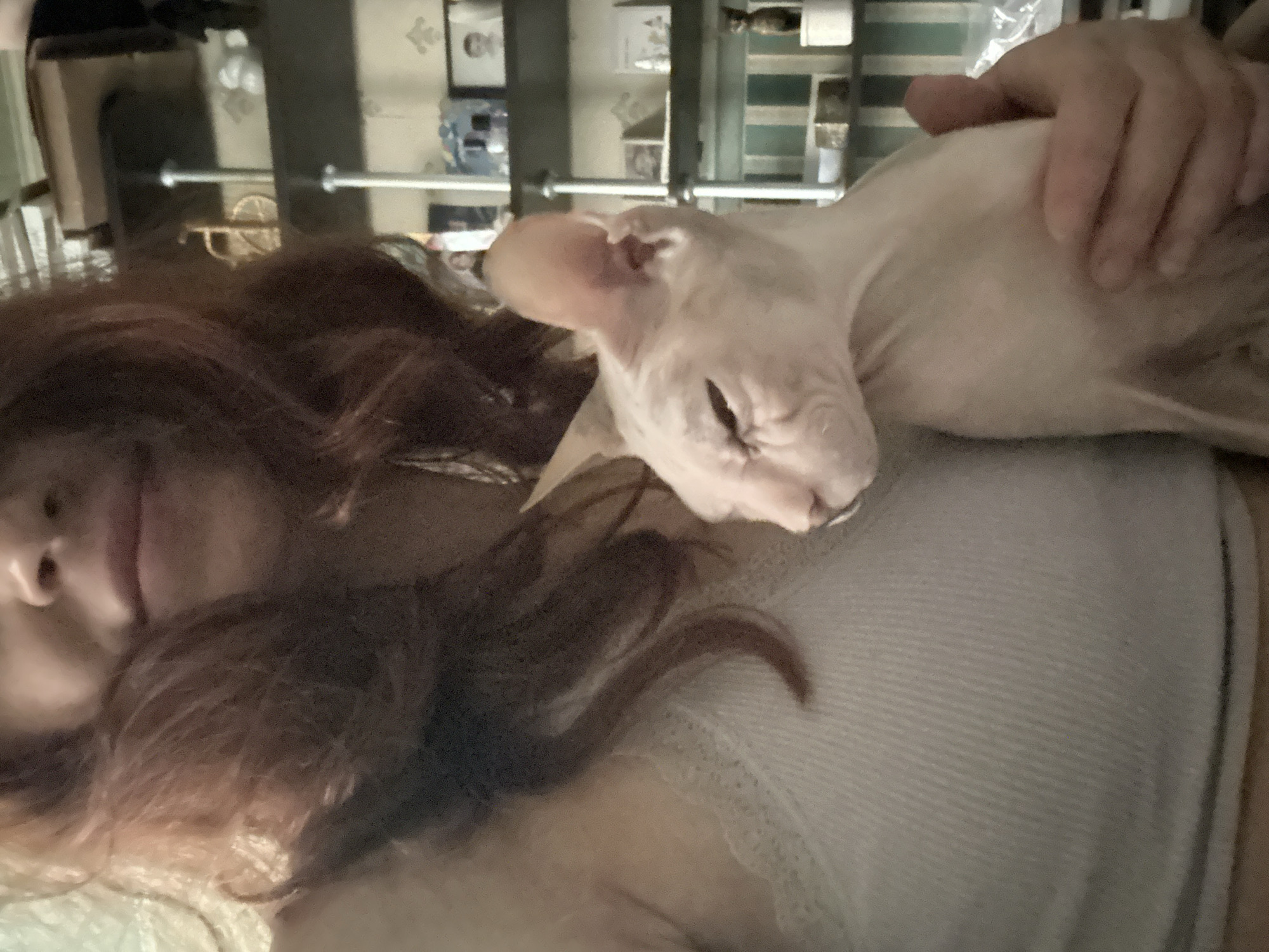 A light-skinned person with reddish-brown hair is holding a light-colored, hairless cat. The person is wearing a white tank top with lace trim. The cat is facing to the left, with its eyes partially closed. The background shows shelves with various items, including framed pictures and decorative objects. The scene appears to be indoors, possibly in a living space. There is no information about the location in Togliatti, Russia.