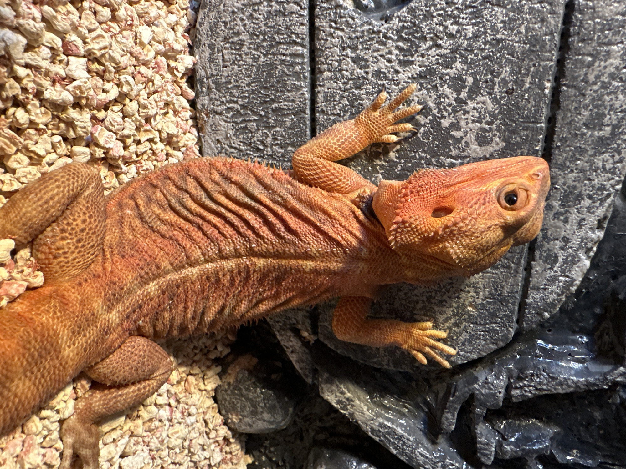 A bright orange bearded dragon is clinging to a textured grey rock. The reptile's body is elongated and covered in scales, with its prominent spines visible along its back. Its head is tilted upwards, and its dark eye is clearly visible. The dragon's claws are extended and gripping the rock. The ground beneath the dragon is covered in small, light-colored pebbles. In the background, darker, wet-looking rocks create a contrasting texture. The lighting suggests an indoor environment, likely a terrarium. There is no indication of the city of Seversk, Russia.