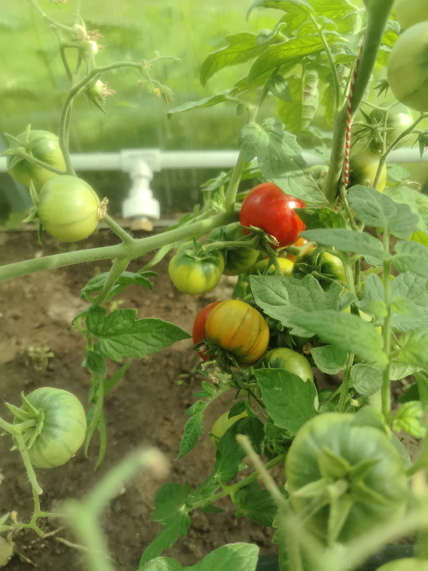 A close-up, slightly blurry shot captures a tomato plant growing in a greenhouse, as indicated by the white PVC piping visible in the background. The plant is laden with tomatoes in various stages of ripeness, ranging from green to red. Some tomatoes are round and smooth, while others have a ribbed appearance and a mix of green, yellow, and orange hues. Lush green leaves and stems fill the frame, with a red and white string supporting the plant. The soil beneath the plant is visible. The image was taken in Kashino, Russia.
