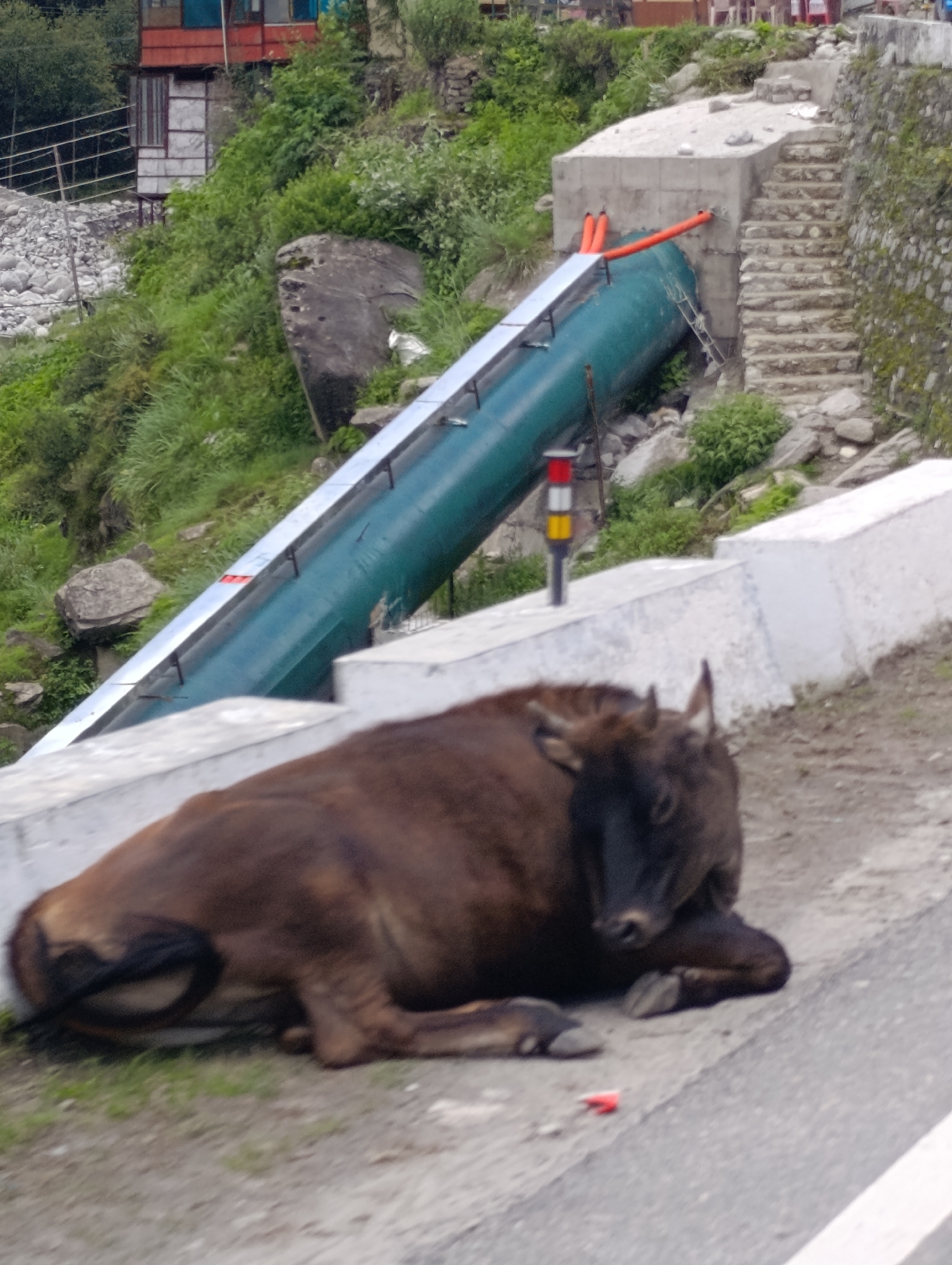 A brown cow is lying down on a dirt path next to a white concrete barrier in Kulang, India. The cow is facing the left side of the image and its head is resting on the ground. The cow's legs are tucked underneath its body. Behind the cow, a large green pipe runs diagonally up a hillside. The pipe is supported by concrete structures and stone steps. The hillside is covered in lush green vegetation and scattered rocks. In the background, there is a multi-story building with red and white accents.