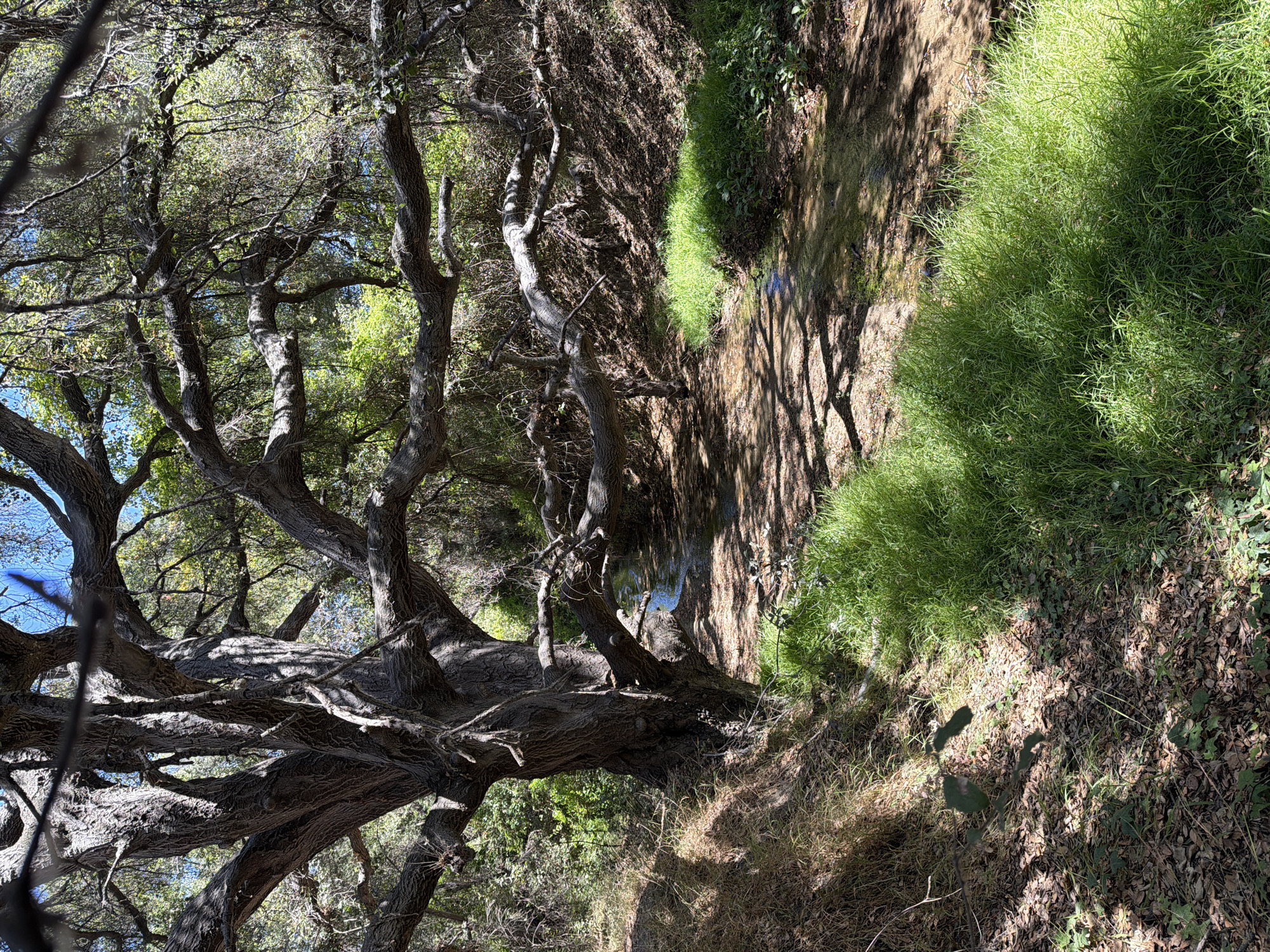 A sun-dappled, winding creek flows through a wooded area with a large, gnarled tree prominently positioned on the left. The tree's thick trunk and sprawling branches, covered in textured bark, dominate the foreground. Lush green grass lines the banks of the creek, interspersed with fallen leaves and shadows cast by the tree and foliage. The creek itself is shallow, with a sandy bottom and clear water reflecting the dappled sunlight. The background consists of dense green vegetation and the clear blue sky peeking through the canopy. The scene appears to be a natural setting within Aliso Viejo, California, United States of America, likely a park or natural reserve, given the well-maintained yet wild appearance. There are no people or animals visible in the image.