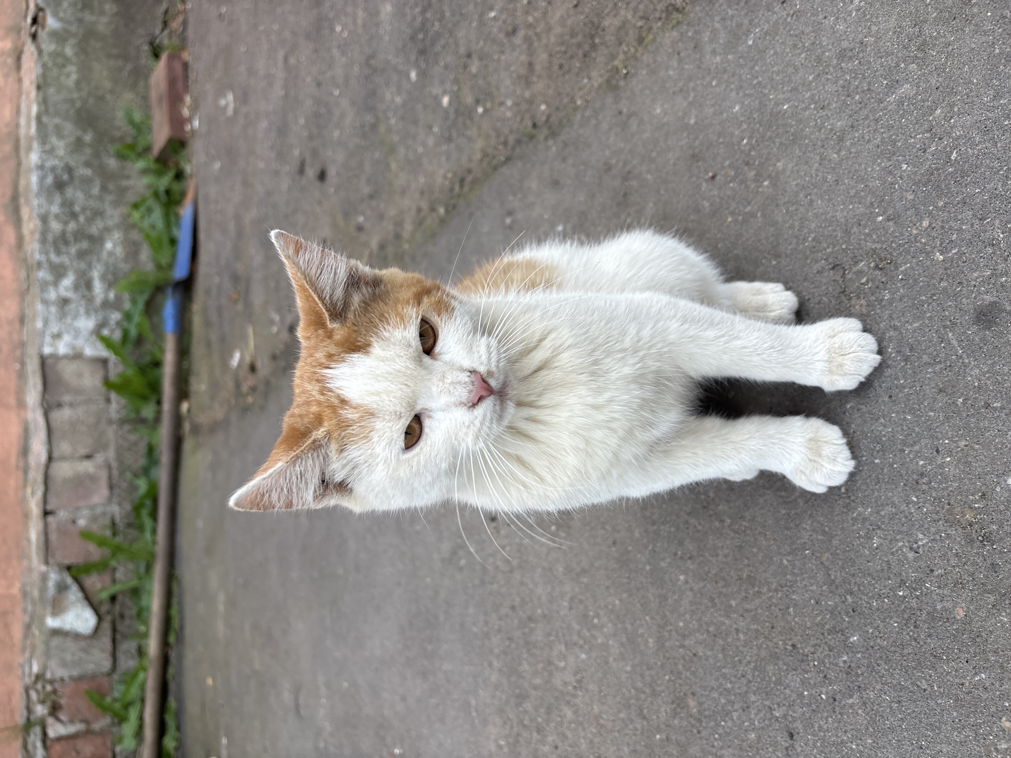 A ginger and white cat sits on asphalt pavement. The cat is facing the camera with its front paws together. Its eyes are partially closed, giving it a sleepy or judgmental expression. Behind the cat, a low brick wall with some green vegetation growing at its base is visible. The pavement appears wet in some areas. The scene is likely outdoors in an urban or semi-urban setting, possibly a courtyard or alleyway.