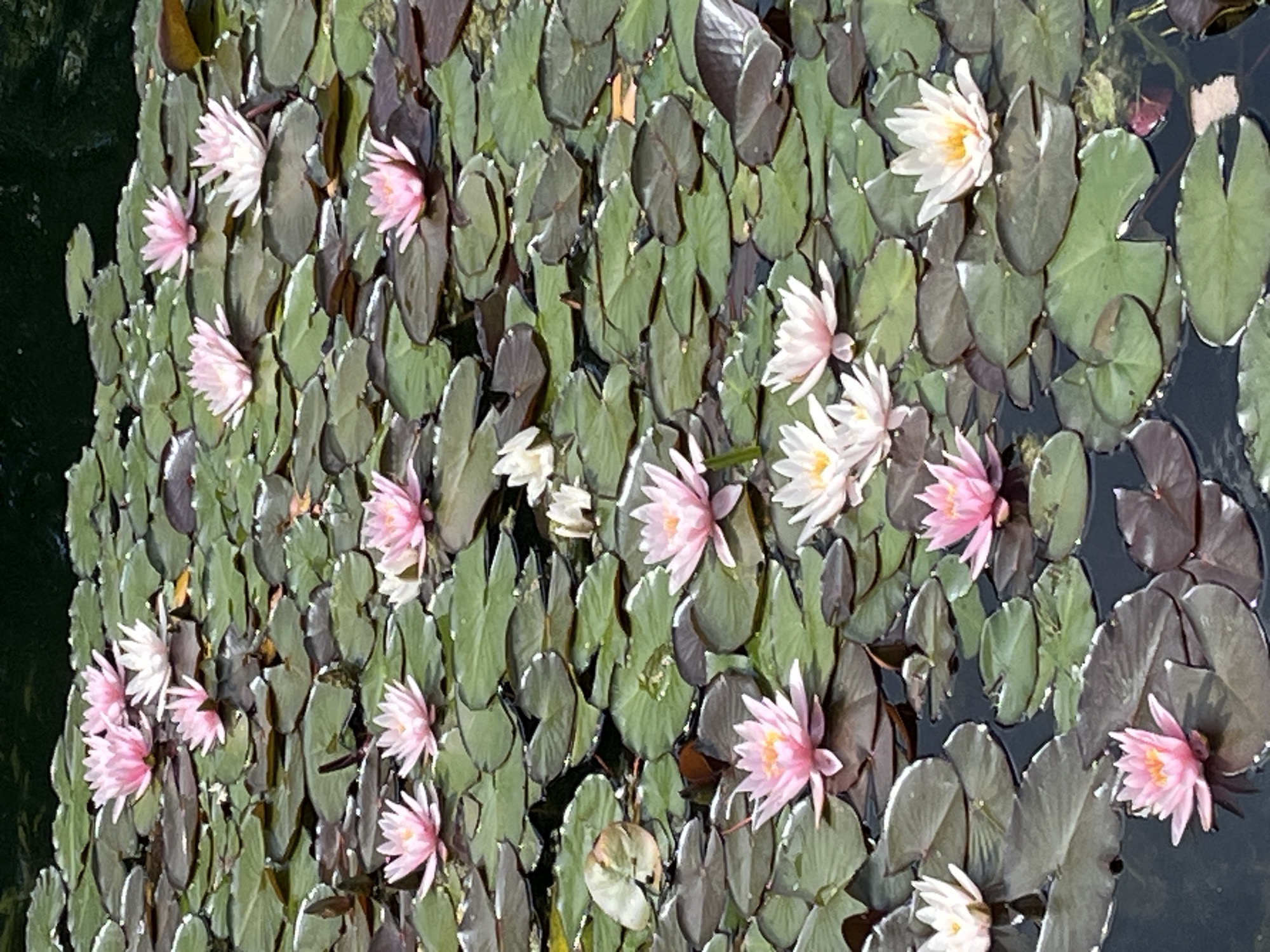 The image depicts a collection of water lilies floating on the surface of dark water. The water lilies exhibit a variety of colors, including pale pink and white, with yellow centers visible on some. Their leaves are a mix of green and dark purplish-brown, varying in size and shape, and some are partially submerged. The overall scene suggests a tranquil aquatic environment, possibly a pond or a calm body of water. The lighting indicates it could be daytime, with sunlight reflecting off the water and illuminating the petals of the flowers. The dense arrangement of lily pads and blossoms creates a rich, textured surface. There is no visible text in the image. The location context of Moscow, Russia, places this scene within a specific geographical setting, though no explicit Moscow landmarks are identifiable within the frame itself.