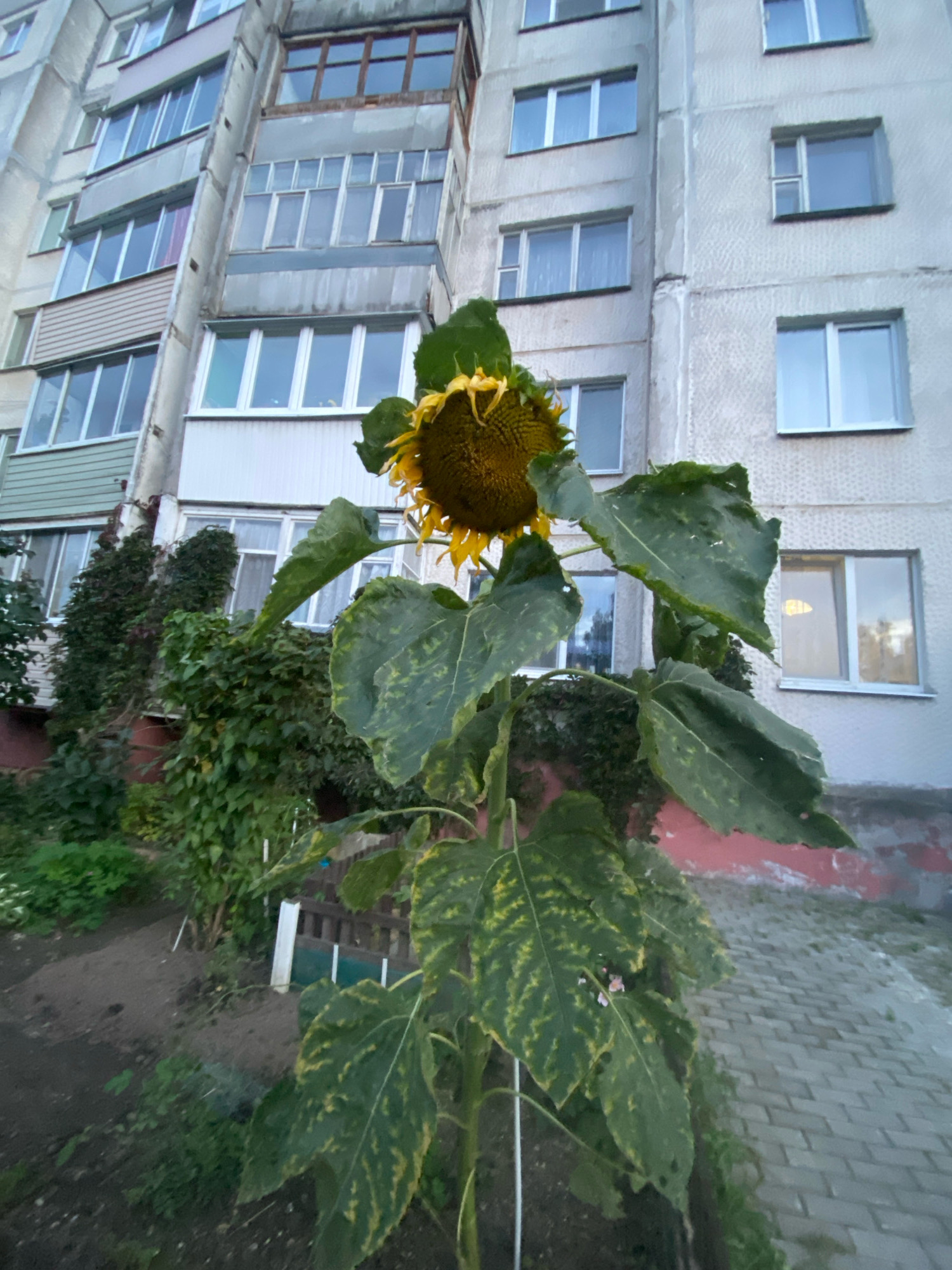 In Machulishchy, Belarus, an outdoor, low-angle photograph captures a towering sunflower in the foreground, its large head facing slightly down and to the left, with yellow petals and a dark center. The sunflower's broad, green leaves, some showing yellow discoloration, dominate the lower half of the frame. Behind the sunflower, a multi-story apartment building with a pale, textured facade and numerous windows is visible. The building's balconies are visible on the left side. To the left of the building, dense green foliage and ivy climb the lower sections of the structure. A paved walkway with a herringbone pattern runs along the right side of the scene, bordering the building and an area of soil and vegetation. The lighting suggests it is either early morning or late evening.