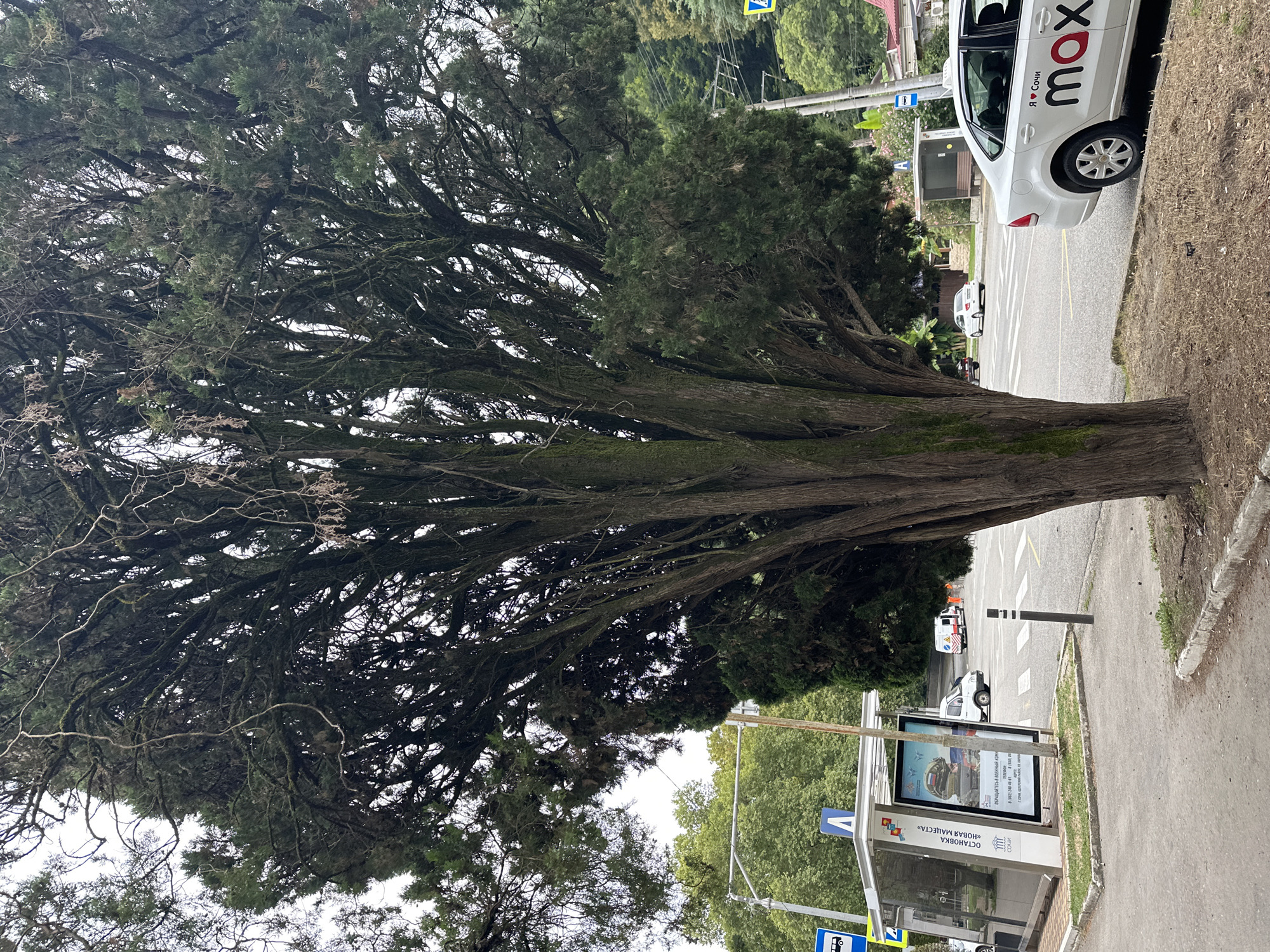 The image shows a street scene in Sochi, Russia, with a large, mature cypress tree prominently featured in the foreground. The tree has a thick, multi-trunked base and a dense canopy of dark green foliage with numerous gnarled branches and some dried-out branches visible. To the left of the tree, a modern bus stop shelter with glass panels and advertising is visible. The bus stop has a sign with a bus icon and what appears to be Russian text. A pedestrian crosswalk is present on the road in front of the bus stop, and several vehicles are on the road, including a white taxi with the logo "max" and "Я ♥ Сочи" (I love Sochi) on its side, and a white van. In the background, lush green trees and hills can be seen, suggesting a location with abundant natural vegetation. The sky is overcast.