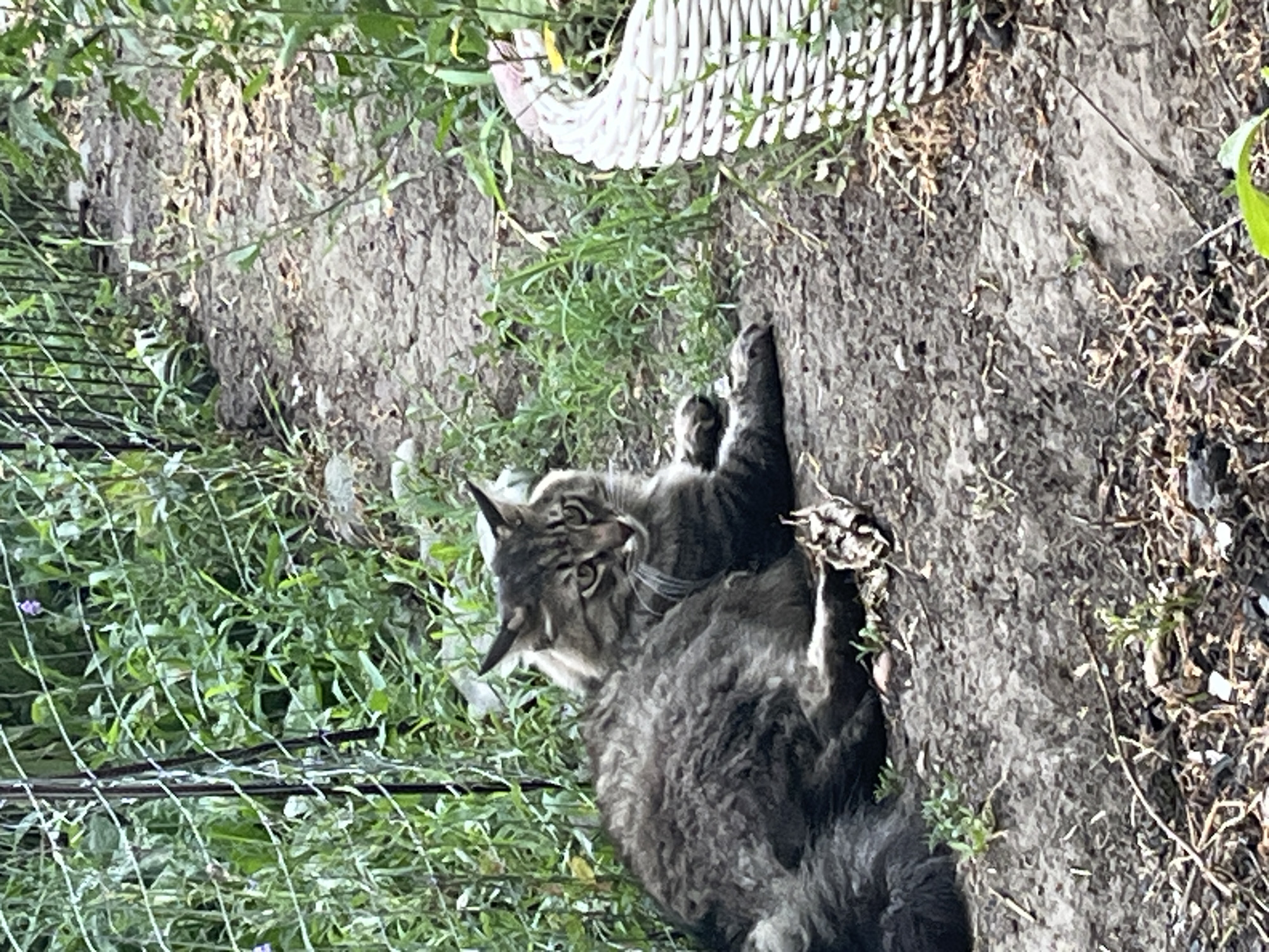 A domestic cat, likely a Maine Coon mix due to its fluffy appearance and large size, is lying on its back on uneven, earthy ground, amidst sparse green foliage. The cat has a tabby coat with dark grey and brown markings. Its eyes are open, and its gaze is directed upwards, suggesting it is aware of its surroundings. One of its paws is raised, perhaps in a playful gesture or to catch something out of frame. In the background, a white woven object, possibly a garden decoration or a discarded item, is visible, partially obscured by green leaves. The ground appears dry and has a rough texture. The lighting suggests it is daytime, with shadows cast by the foliage. The presence of a wire fence in the lower left corner indicates the scene is likely within a yard or garden area. There is no visible text in the image. The overall impression is one of a relaxed animal in an outdoor setting.