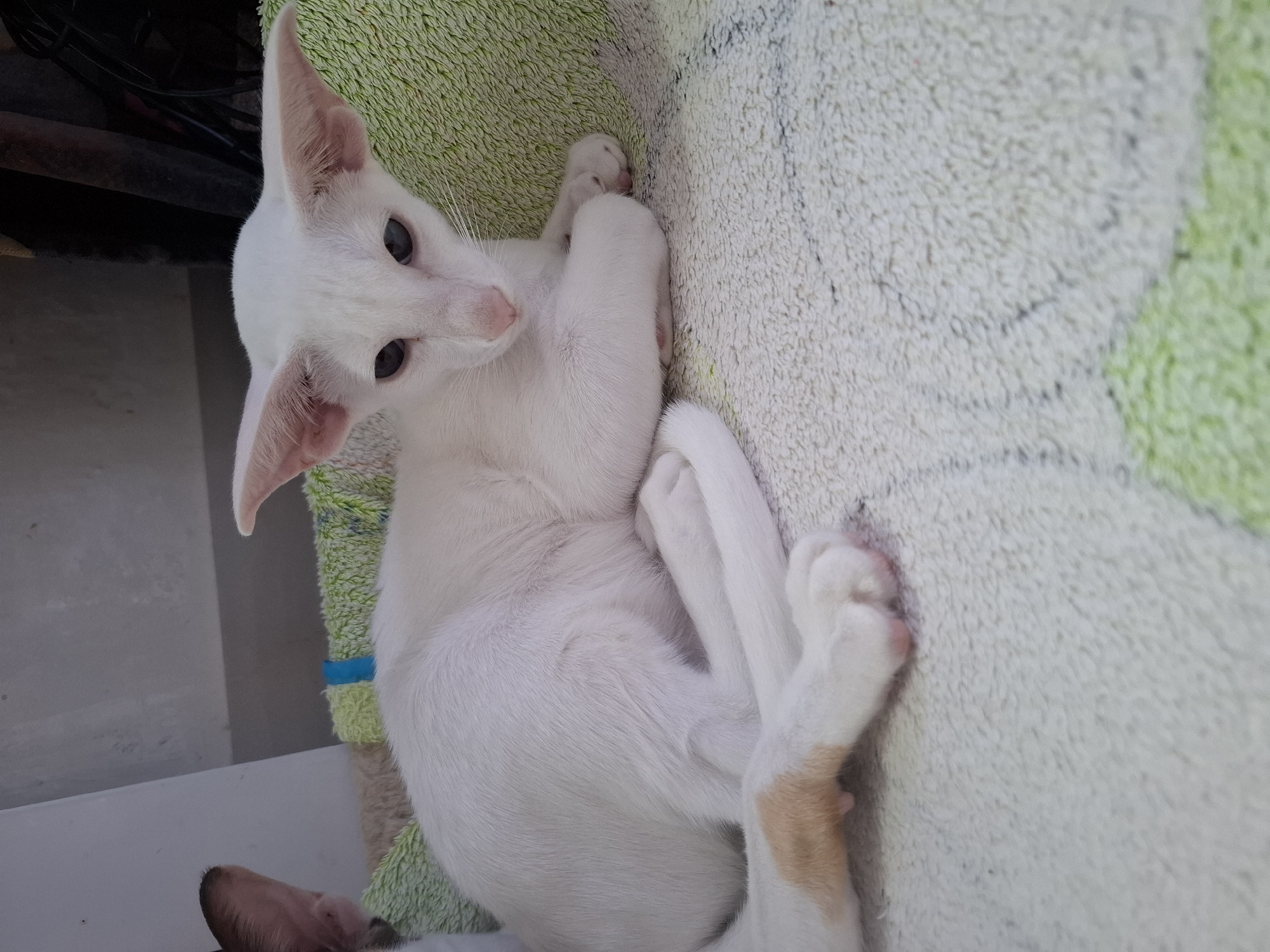 A white cat with large ears is lying on a textured green and white surface. The cat's eyes are open and directed towards the viewer. Its paws are tucked underneath its body. There is a patch of light brown fur on its hind leg. The background is out of focus and appears to be a light-colored wall and some dark objects. The image was taken indoors. There is no information available about its location in the city of Таптыково, Russia.