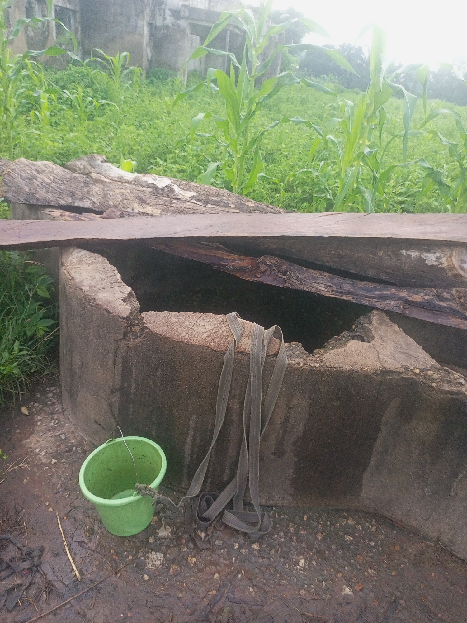 In Serti, Nigeria, a circular concrete well with a rough, broken rim sits in a dirt area. A light green plastic bucket with a wire handle is placed on the ground beside the well, partially filled with water. A dark-colored, fabric strap hangs over the edge of the well, with one end inside and the other coiled on the ground. The well is covered by rough, wooden planks, one of which appears to be a large piece of driftwood. Beyond the well, tall green corn stalks and other vegetation grow densely, suggesting a rural or semi-rural setting. A weathered, light-colored building is visible in the background, partially obscured by the vegetation. The ground around the well is wet and muddy, with scattered pebbles and debris.