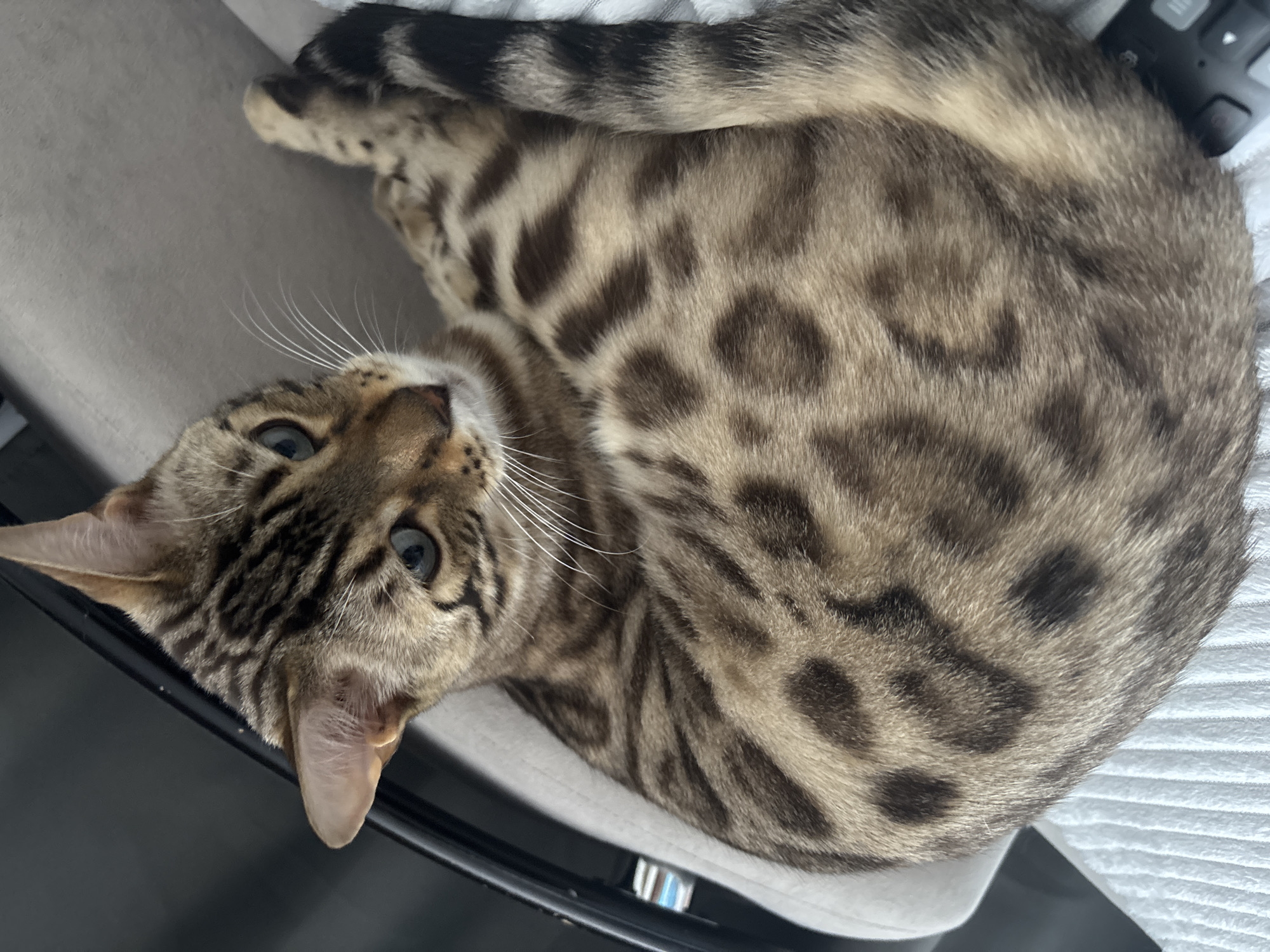 The image shows a close-up of a Bengal cat curled up on a white, textured surface, possibly a blanket or towel. The cat has distinctive spotted markings and blue-green eyes. Part of a dark, curved object, likely a chair or car interior, is visible to the left. The background is out of focus. There is no information within the image that indicates the location is Noviy, Russia.