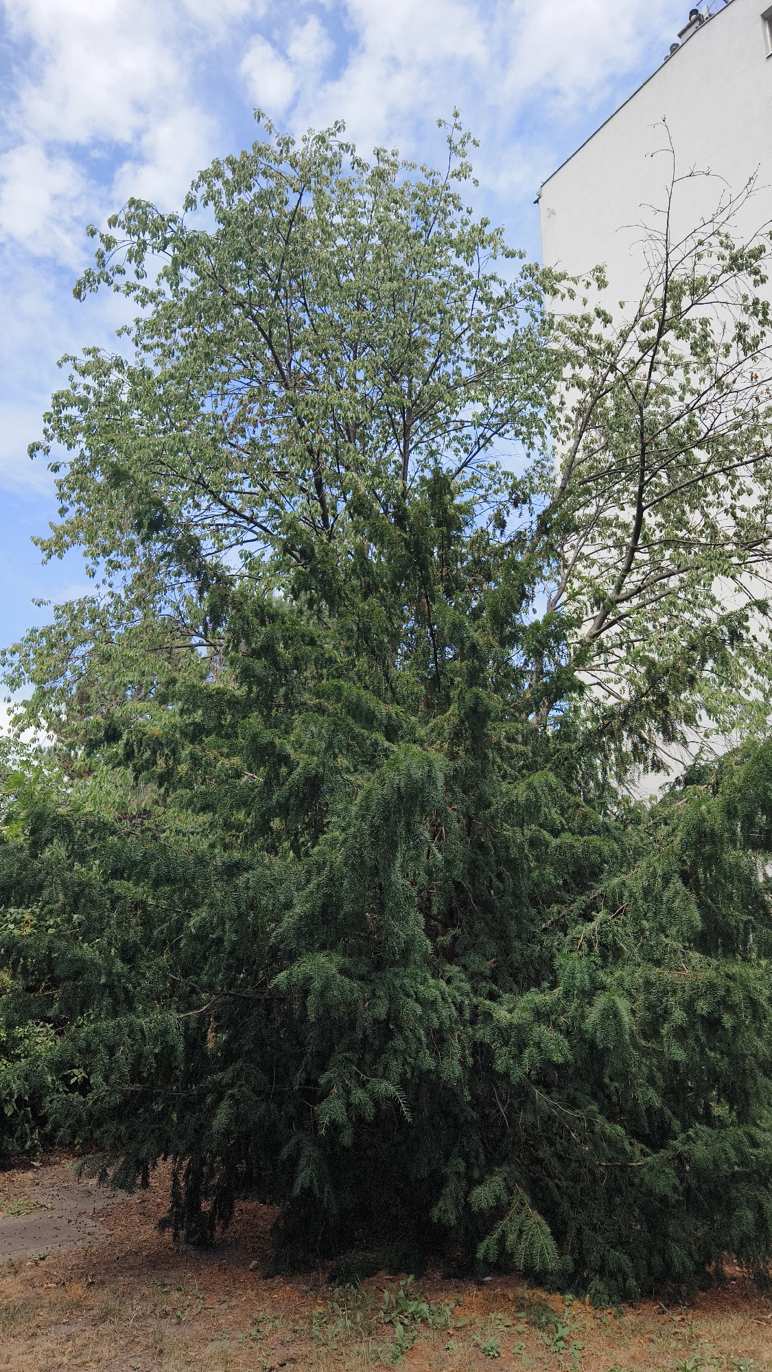 The image captures a bright, overcast day with a clear blue sky dotted with white clouds. In the foreground, a large, dense evergreen tree dominates the scene, its branches reaching upwards and outwards. Its dark green foliage creates a thick, almost impenetrable canopy at the lower half of the image. Above the evergreen, a deciduous tree with lighter green leaves is visible, its branches extending towards the right side of the frame. To the right of the trees, a portion of a modern, white building is visible, its sharp lines contrasting with the organic shapes of the trees. The ground beneath the trees is covered in dry leaves and some sparse green vegetation. The overall impression is one of a somewhat neglected urban green space, with the building encroaching on the natural elements.
