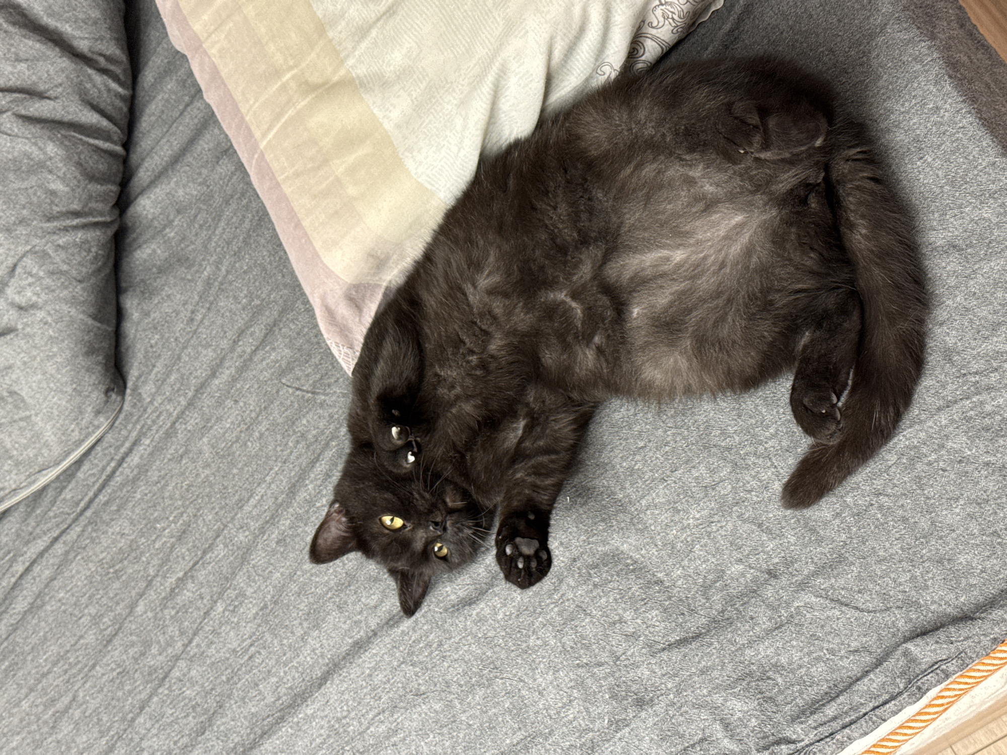 A black cat is lying on its back on a gray bedspread. The cat has yellow eyes and is looking at the camera. Its paws are raised in the air. The bedspread is wrinkled, and there is a pillow with a striped pattern behind the cat. The scene is indoors, in a domestic setting.