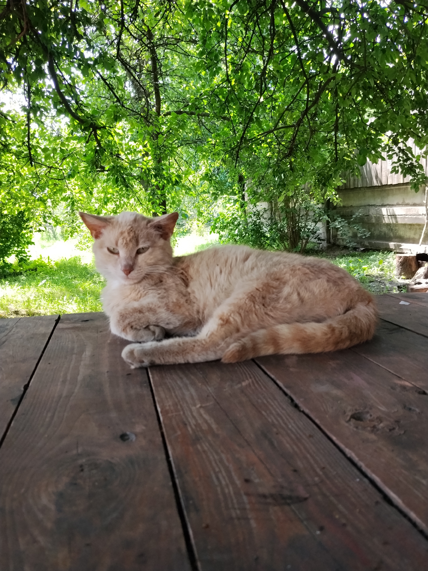 A ginger cat is resting on a wooden table outdoors, in front of a background of lush green trees and foliage. The cat is positioned in the center-left of the frame, facing towards the camera with its paws tucked beneath its body. The wooden table appears weathered and worn. The environment suggests a natural, possibly rural or park-like setting, with dappled sunlight filtering through the leaves. The image quality is moderate, with a shallow depth of field focusing on the cat.