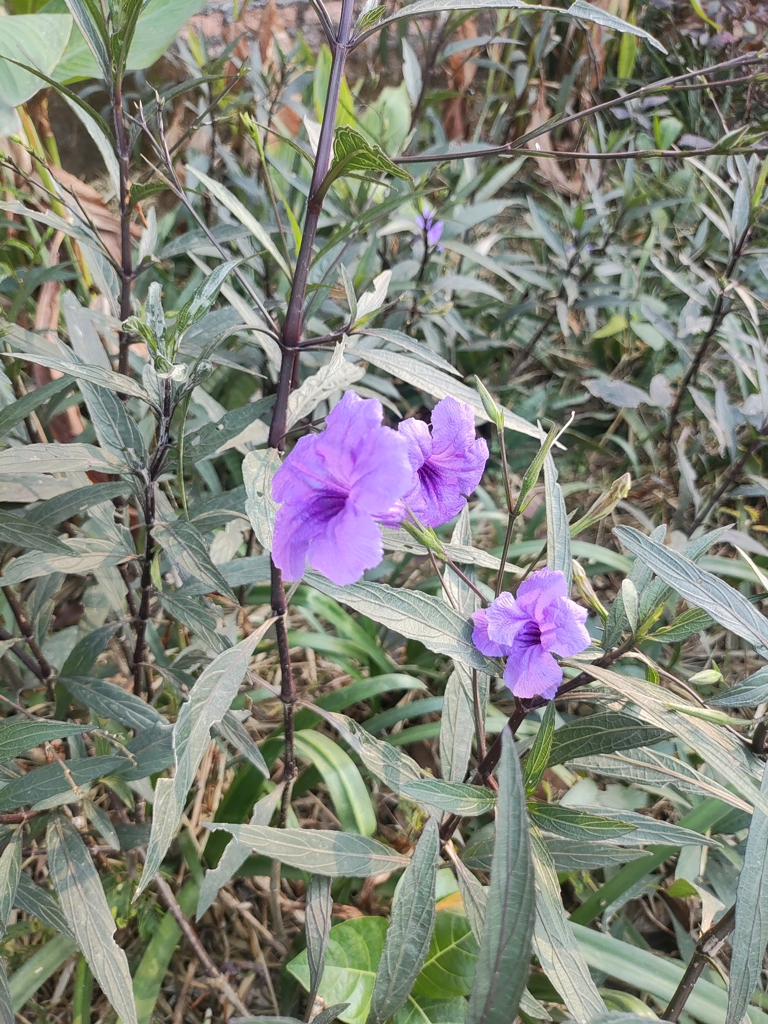 The image shows a close-up of a plant with multiple purple flowers and long, slender green leaves. The flowers are trumpet-shaped with ruffled petals. The leaves are arranged alternately along thin, dark-colored stems. The background consists of more foliage, appearing somewhat blurred, suggesting an outdoor setting. The lighting indicates it is daytime. There are no people or animals visible in the image. The scene appears to be a natural or semi-natural outdoor environment, possibly a garden or a roadside planting. The provided context of East Jakarta, Indonesia, suggests this is a common type of flora found in that region.