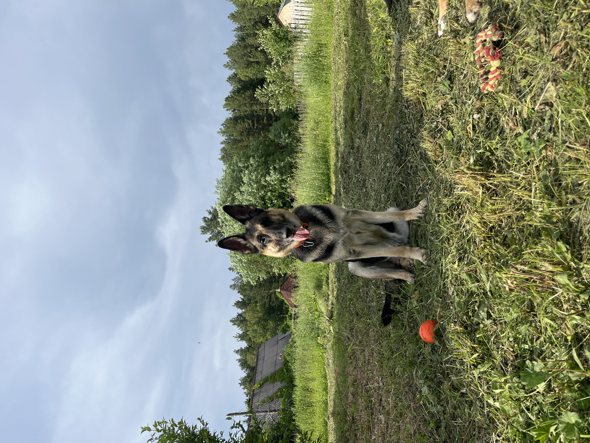In a grassy, rural setting, likely on the outskirts of Nizhny Tagil, Russia, a German Shepherd dog sits attentively. The dog, wearing an orange collar with a visible tag, faces the camera with its tongue slightly out. Behind the dog, a mown grassy area transitions into taller, uncut grass, characteristic of a summer landscape. In the background, a rustic scene unfolds: a weathered, grey-roofed building with ivy climbing its walls stands to the left, and a dense line of green trees forms the horizon. To the right, a white picket fence encloses a small, rustic building. An orange ball lies in the grass in front of the dog, and a colorful rope toy rests to the right. The sky is overcast with dramatic grey clouds, suggesting a possibility of rain.