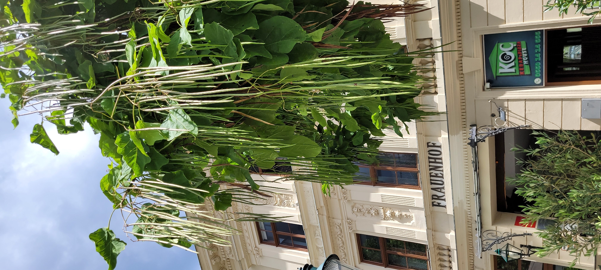 The image captures a tree with long, green seed pods hanging down, obscuring the facade of a building. The building is light-colored and features ornate architectural details, including decorative carvings around the windows. Above the entrance to one of the establishments, the word "FRAUENHOF" is prominently displayed in dark lettering. To the right of the "FRAUENHOF" sign, an entrance is visible with a sign that reads "KOC KEBAB & PIZZA HOUSE" and a phone number. A smaller green plant is positioned in front of the entrance. The sky is visible in the upper portion of the image, with sunlight filtering through the leaves and seed pods of the tree. The scene appears to be outdoors, likely on a street in a city. No people are visible in the frame.