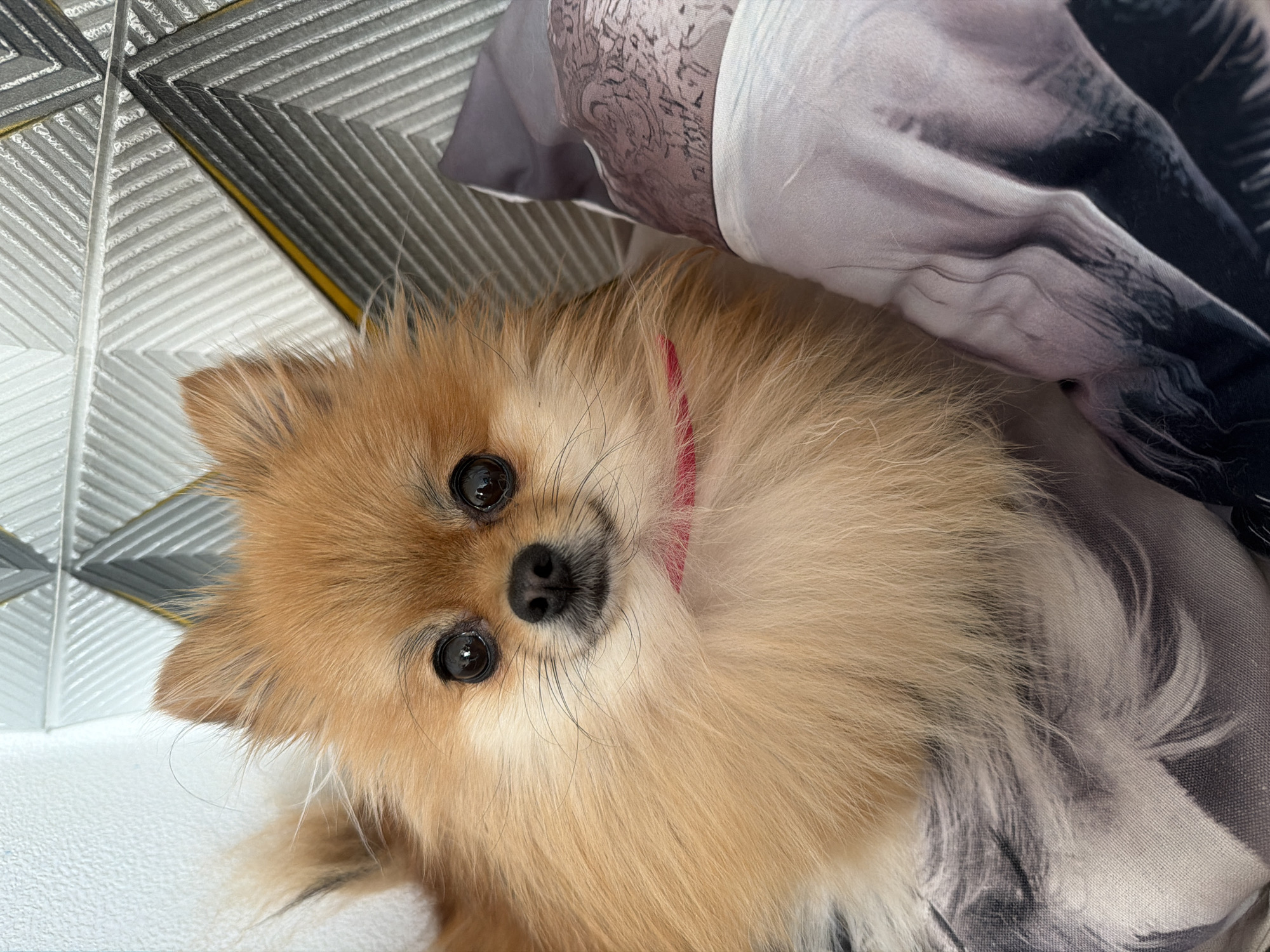 A close-up, angled shot of a tan Pomeranian dog with a red collar lying on bedding. The dog is facing the camera, with its head slightly tilted. The background includes a patterned, silver headboard and a pillow with a dark and light design. The location in the city of Chaikovsky, Russia, cannot be determined from the image.