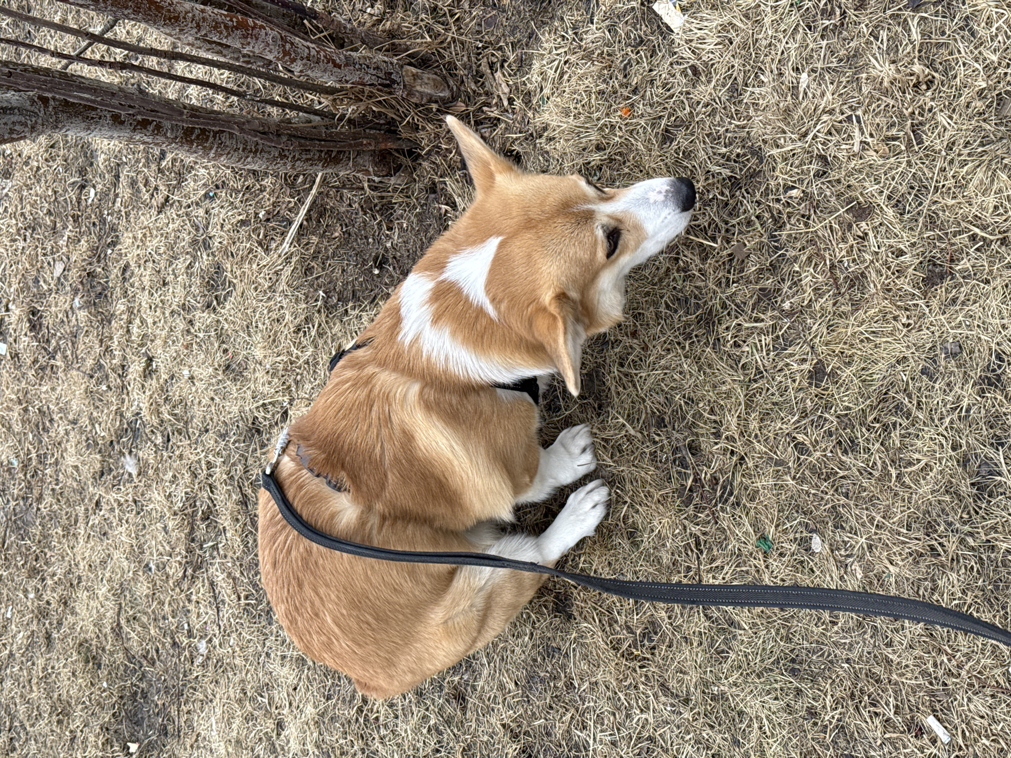 A corgi dog rests on dry grass next to a thin tree. The dog wears a black harness and is attached to a black leash. The location is unspecified; there is no information to place it in Krasnoyarsk, Russia.