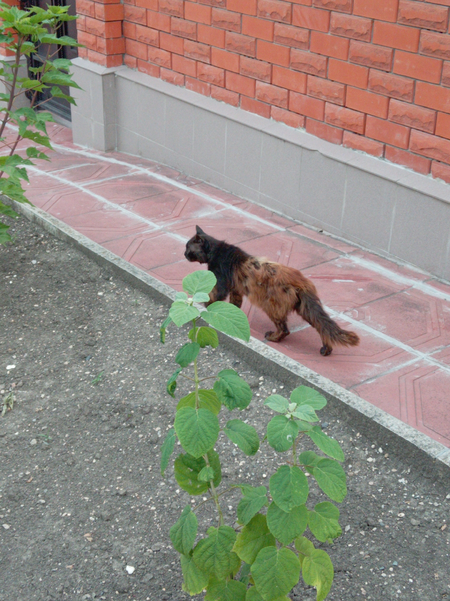 A medium shot shows a long-haired cat walking on a paved walkway next to a brick wall. The cat is dark brown and black with reddish-brown fur on its back and tail. Its body is facing right, and its head is turned to the left. The walkway is made of red tiles with white grout lines and is bordered by a concrete curb. Behind the walkway is a grey-tiled base and a brick wall made of orange bricks. In the foreground, to the left and right, are green leafy plants. The ground on the left is covered in dark soil with small stones. The scene appears to be outdoors, possibly in a residential area or a park in Yessentuki, Russia.
