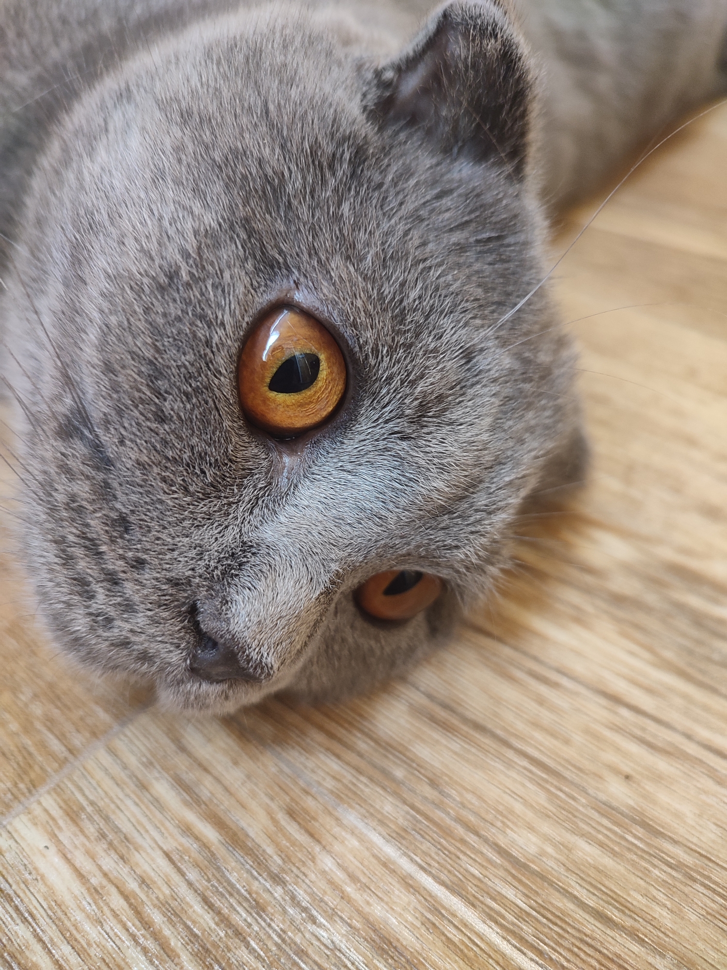 A close-up, high-angle shot shows a gray cat lying on a light brown wooden floor. The cat's head is tilted, and its large, amber eyes are visible, with one eye appearing slightly more in focus than the other. The cat's fur is short and appears soft. The wooden floor has a visible grain pattern. The location in Zlatopil, Ukraine is not discernible from the image.