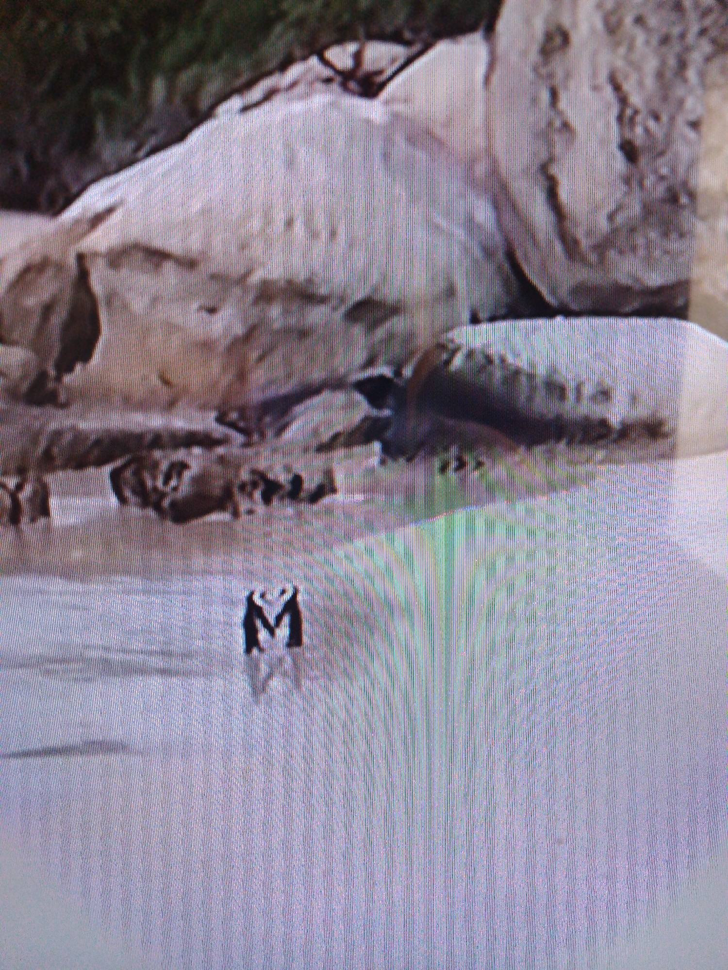 The image depicts a body of water with a large, light-colored rock formation in the background. In the middle ground of the water, there are several dark shapes that could be animals, possibly seals or penguins, partially submerged. In the foreground, a black letter "M" is visible, seemingly etched or placed on the surface of the water. The overall scene suggests an outdoor environment with natural elements. The provided crops highlight different areas of the image, revealing the texture of the rocks, the movement of the water, and the details of the letter "M". This image is not identifiable as being from Dushanbe, Tajikistan, as there are no landmarks or contextual clues to suggest this location.