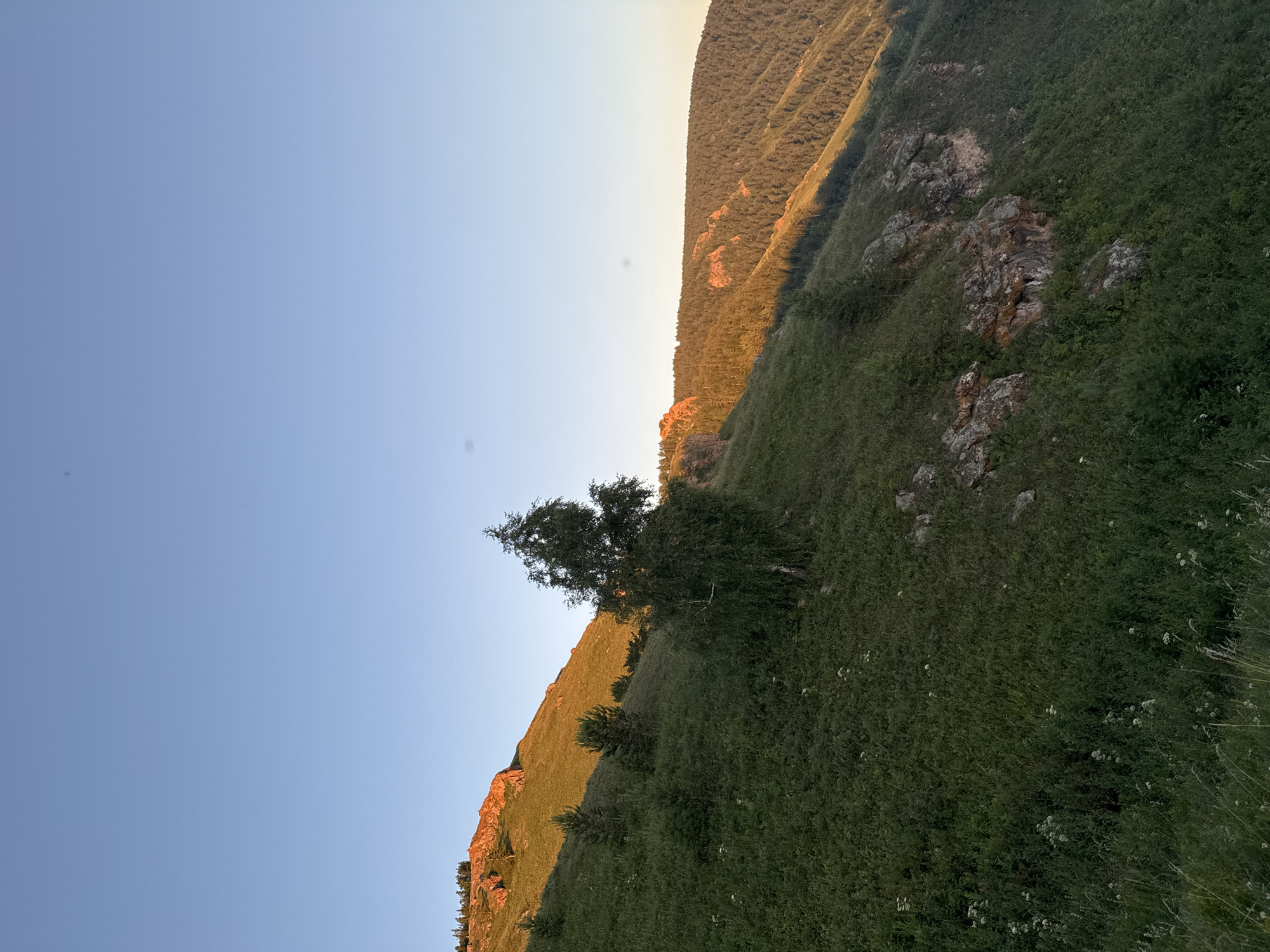 The image shows a steep, grassy mountainside bathed in the warm light of a setting or rising sun. The foreground is dominated by lush green grass with scattered small white wildflowers and some rocks. A prominent birch tree with sparse foliage stands in the middle ground, to the right of center. The mountainside slopes upwards towards the left, where a rocky cliff face is illuminated by the sunlight, revealing its reddish-brown hues. Further in the background, a dense forest covers the slope of another mountain range, with patches of exposed rock catching the sunlight. The sky above is a clear, pale blue, indicating good weather. This scene is likely located in the Stolby Nature Reserve, which is located on the northwestern outskirts of the city of Krasnoyarsk, Russia, known for its unique rock formations and forested taiga landscapes. There are no people or animals visible in the image.
