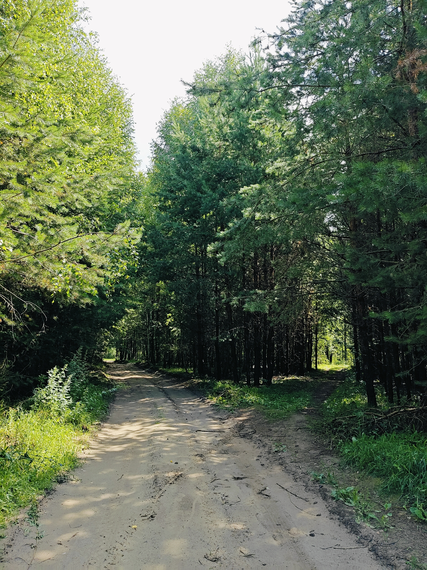The image depicts a dirt road winding through a dense forest. The road appears to be in a rural or natural setting, possibly a park or forest reserve. The trees on either side are tall and green, with sunlight filtering through the branches, casting dappled shadows on the road. The road itself is sandy and shows tire tracks, suggesting it is used by vehicles. The vegetation along the sides of the road is lush and green, with tall grass and smaller plants. The overall impression is one of a peaceful, secluded natural environment. Based on the visual evidence, it is impossible to determine the specific location within the city of Chaikovsky, Russia.